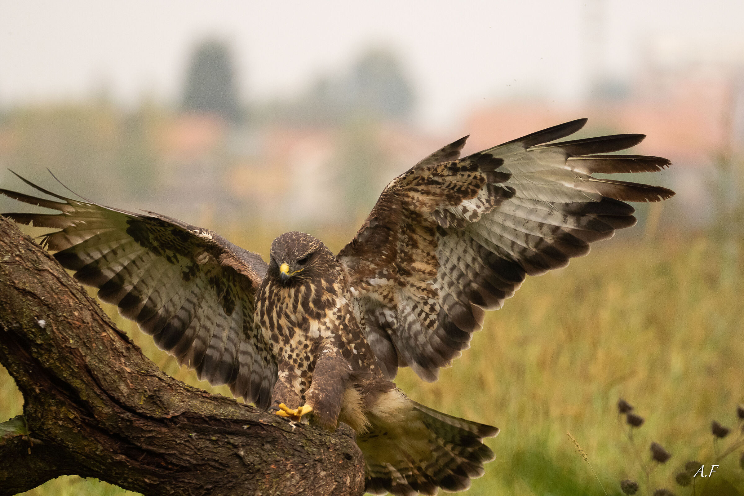 Buzzard