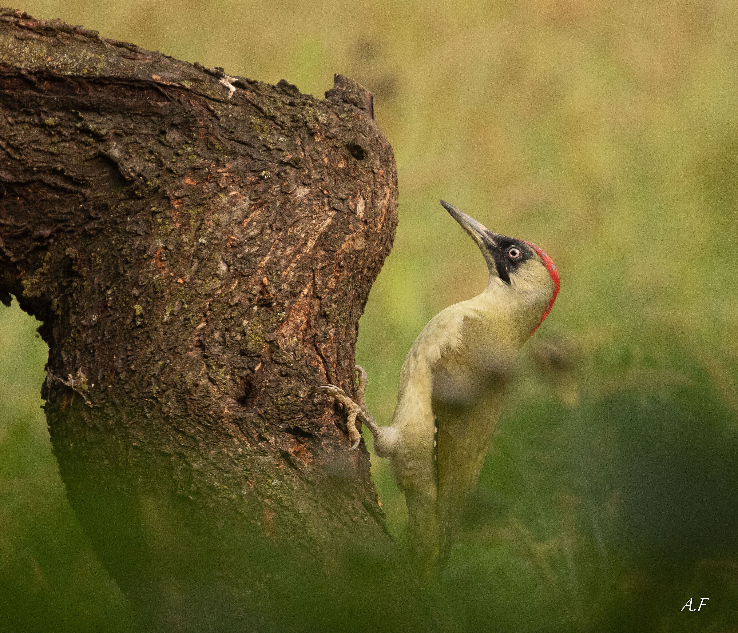 Grey-headed woodpecker
