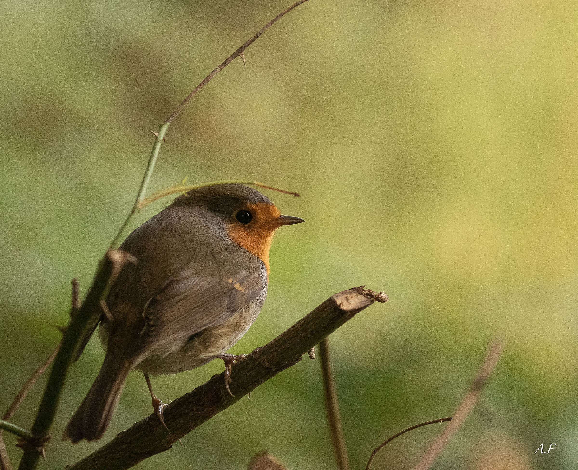 Robin