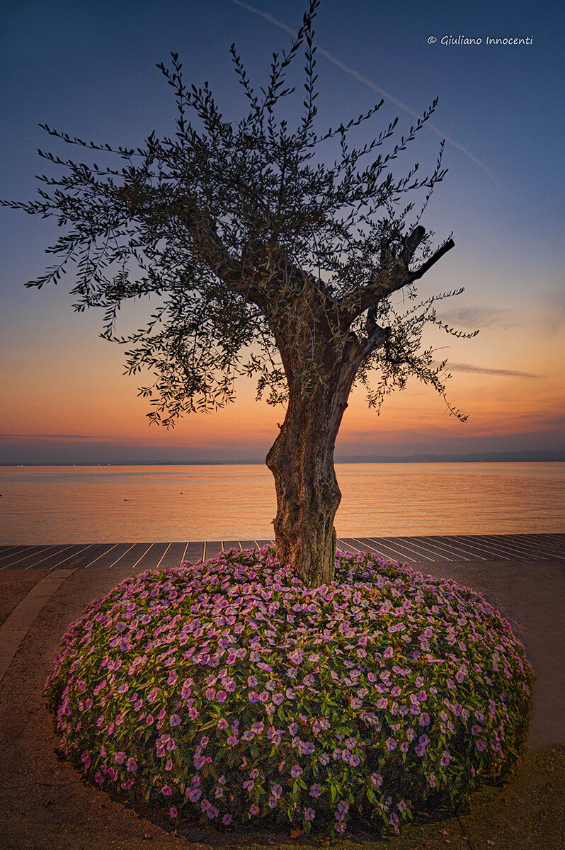 In the evening it is colored...