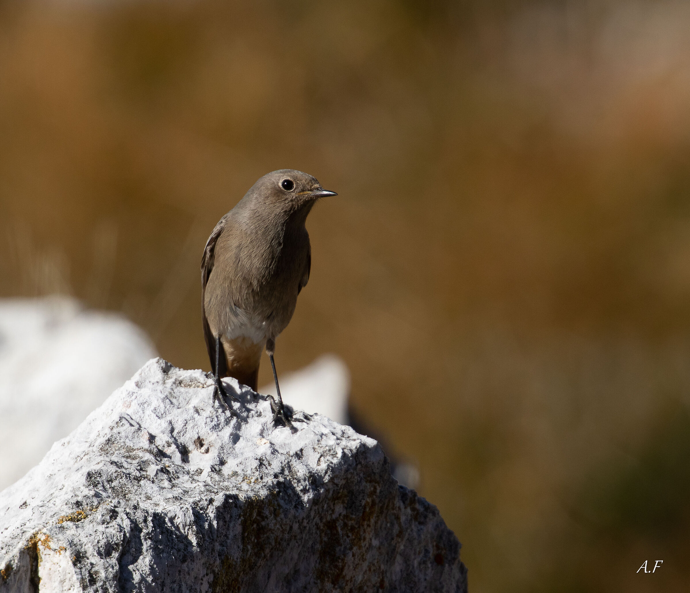 Redstart