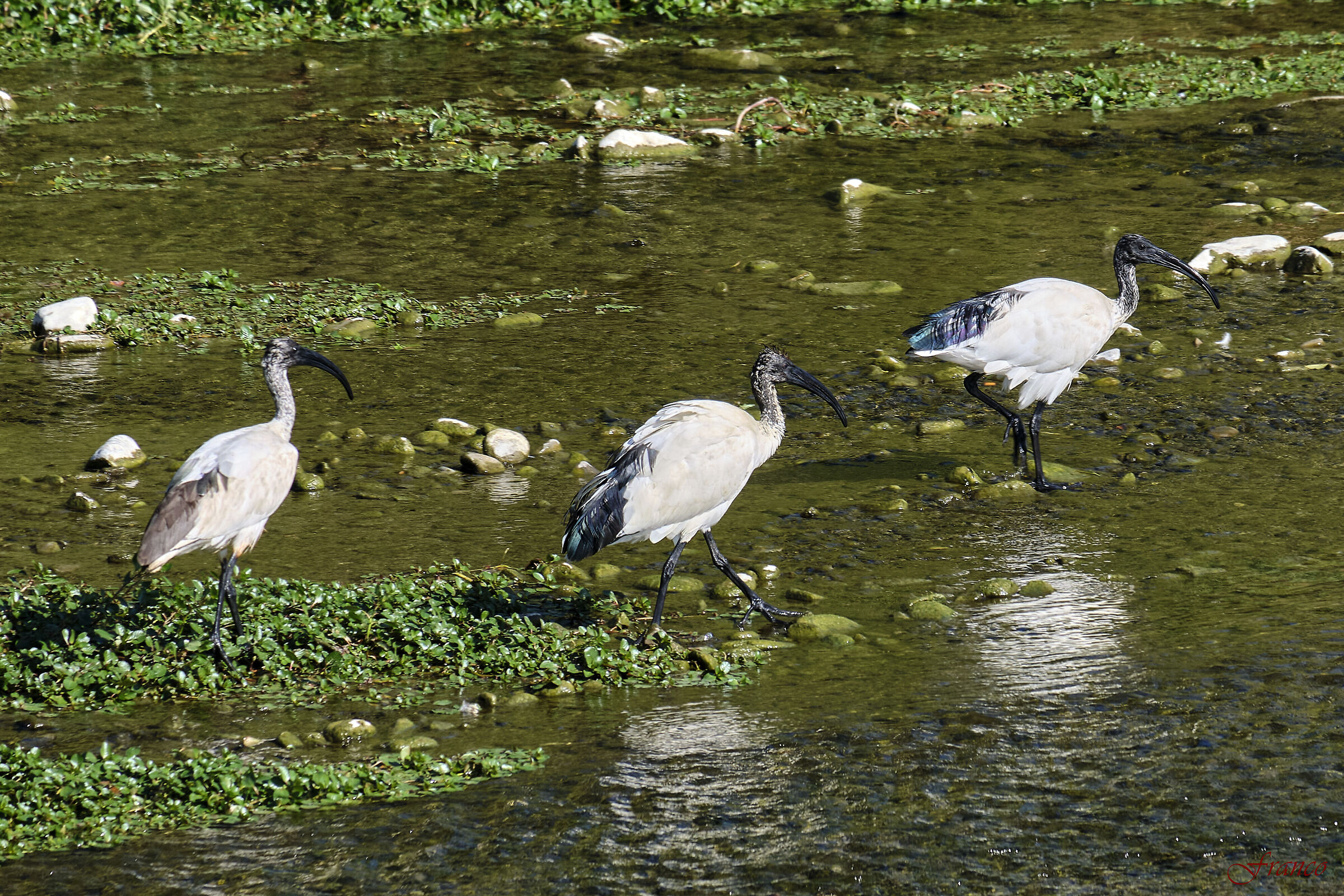 Three friends wandering around