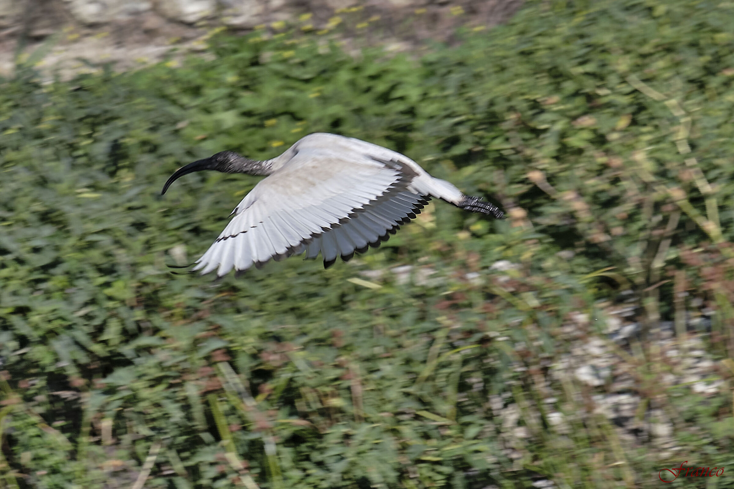Il volo dell'Ibis Reale