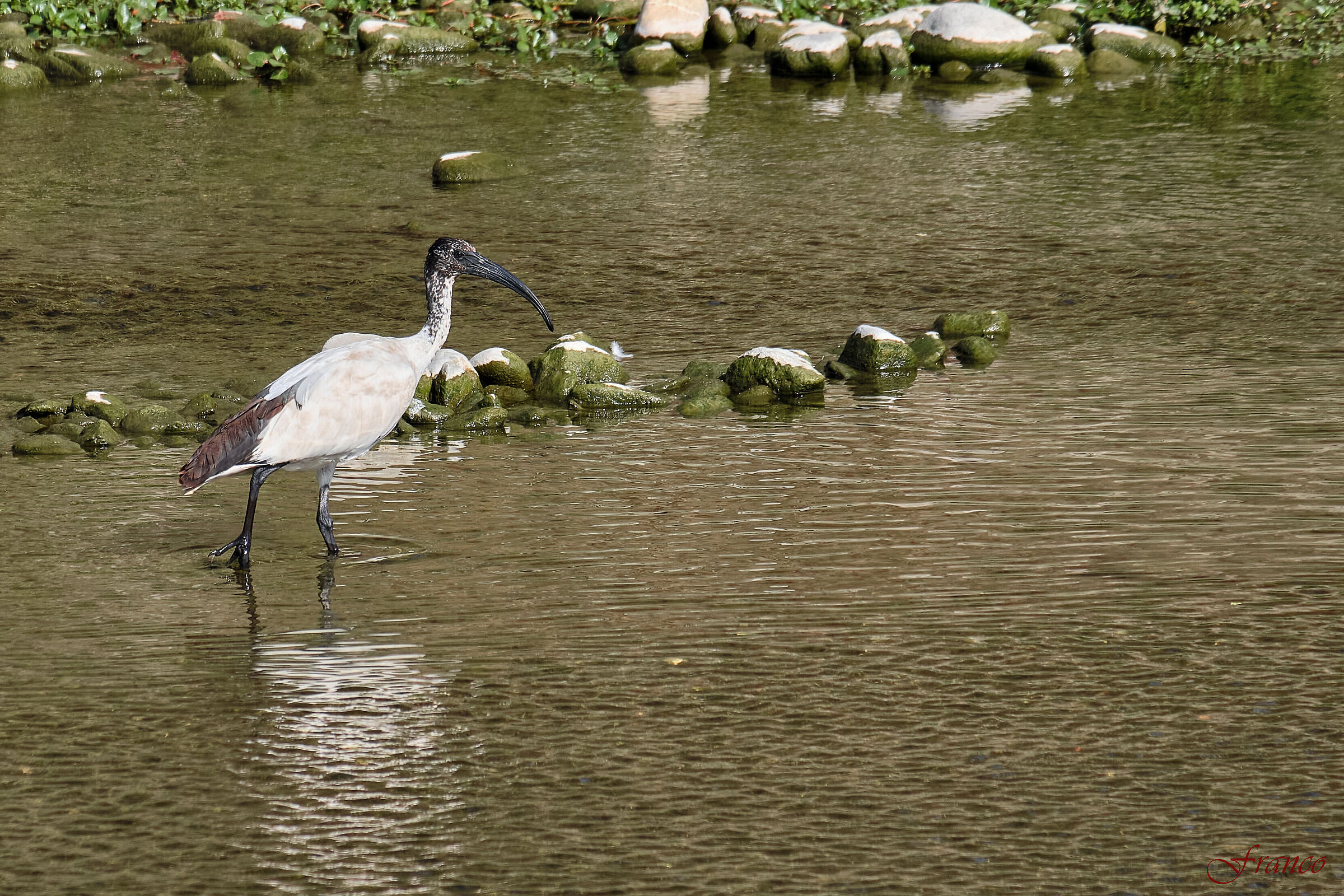 Royal Ibis of Africa