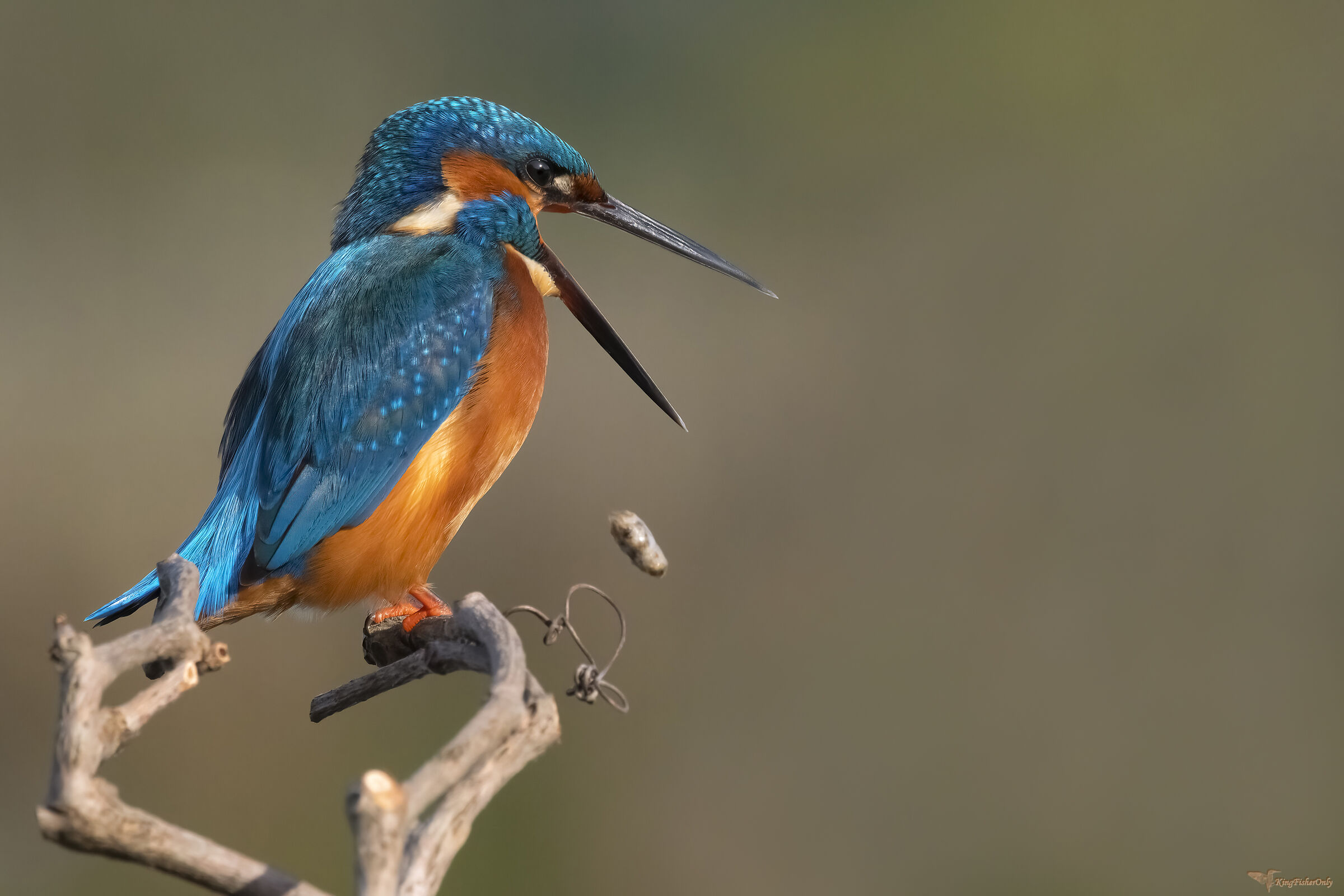 Kingfisher