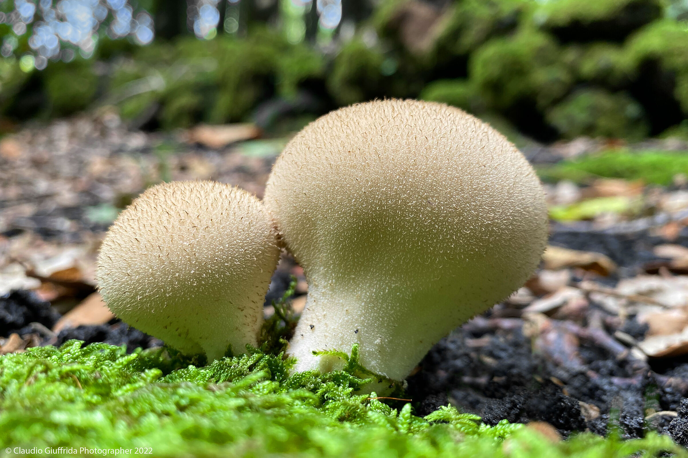 The Vescia, the chubby mushroom.