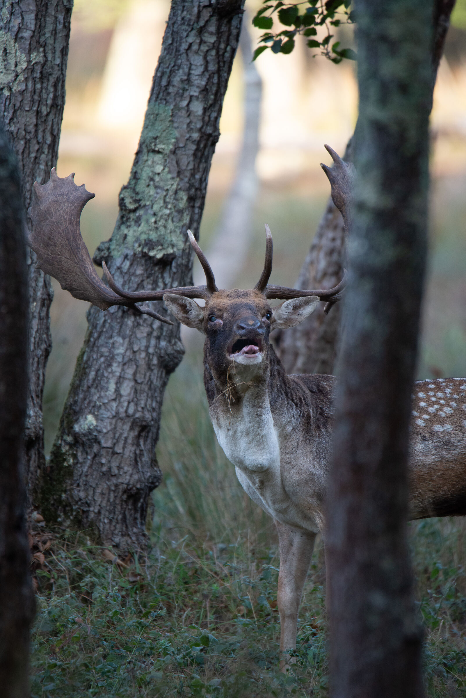 Roar of the Fallow Deer San Redness