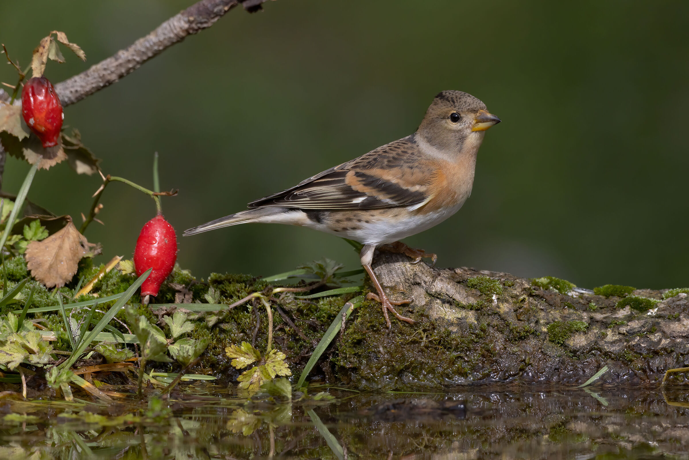 Peppola (Fringilla montifringilla)