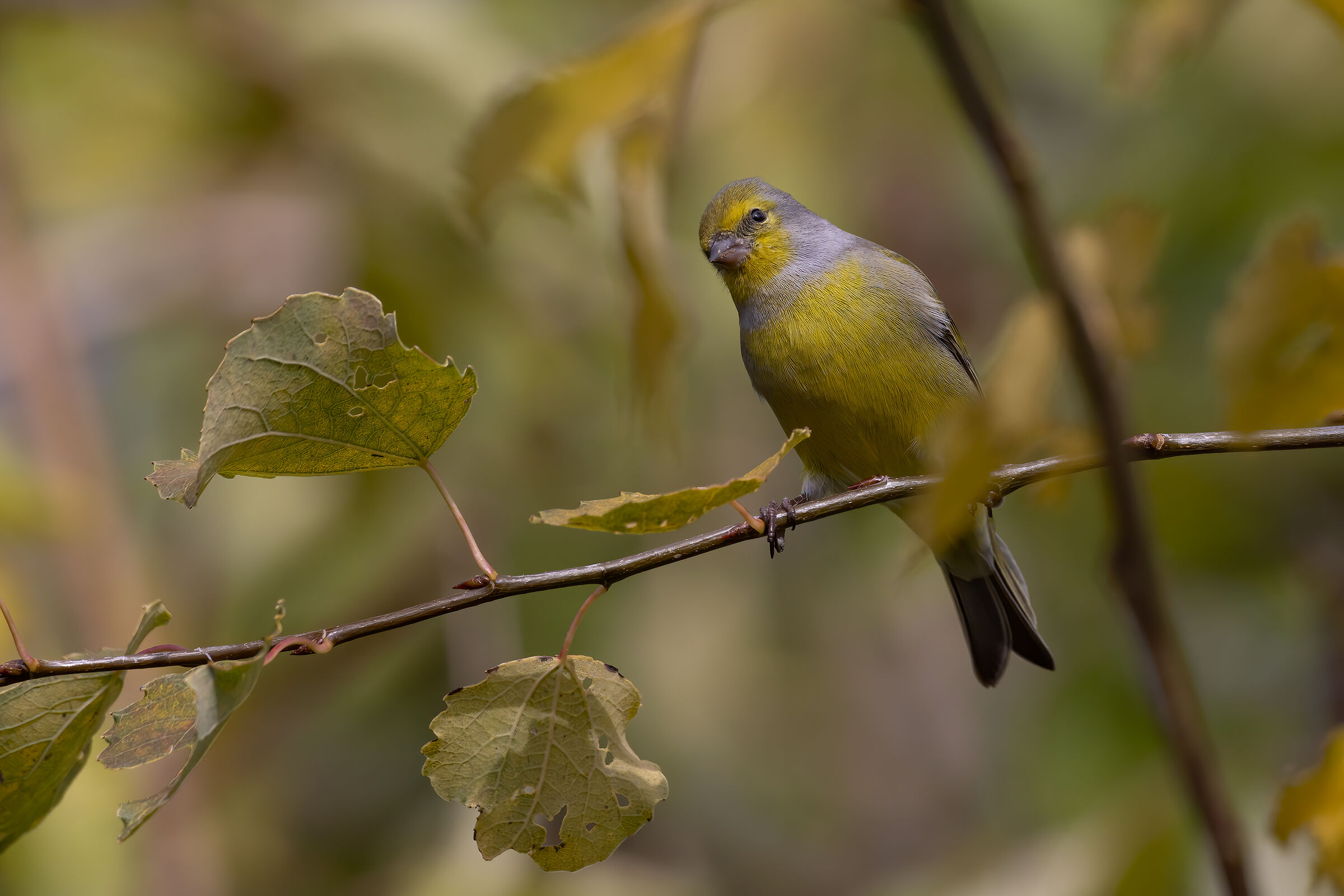 Venturone alpino nel foliage