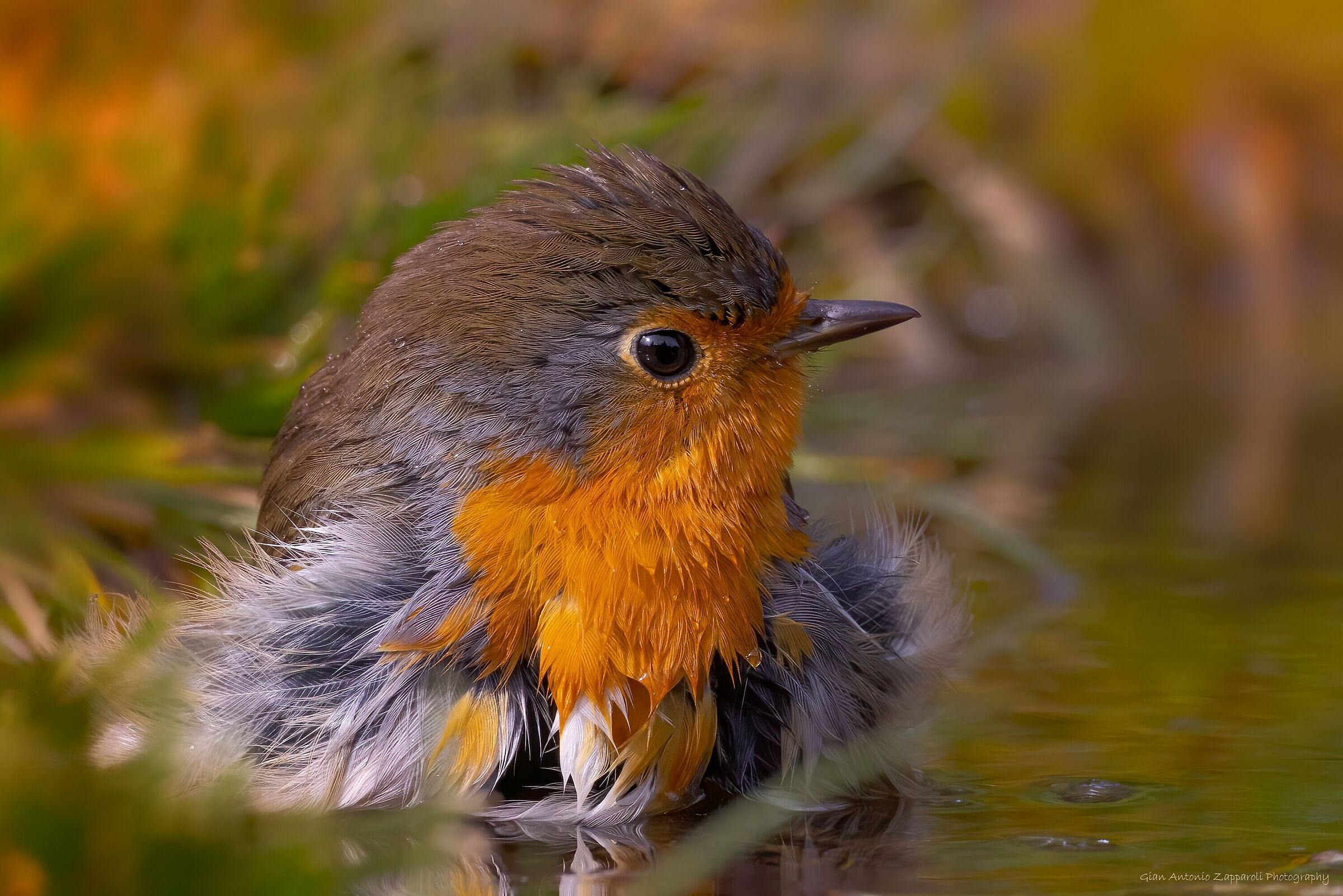 Pettirosso (Erithacus rubecula)