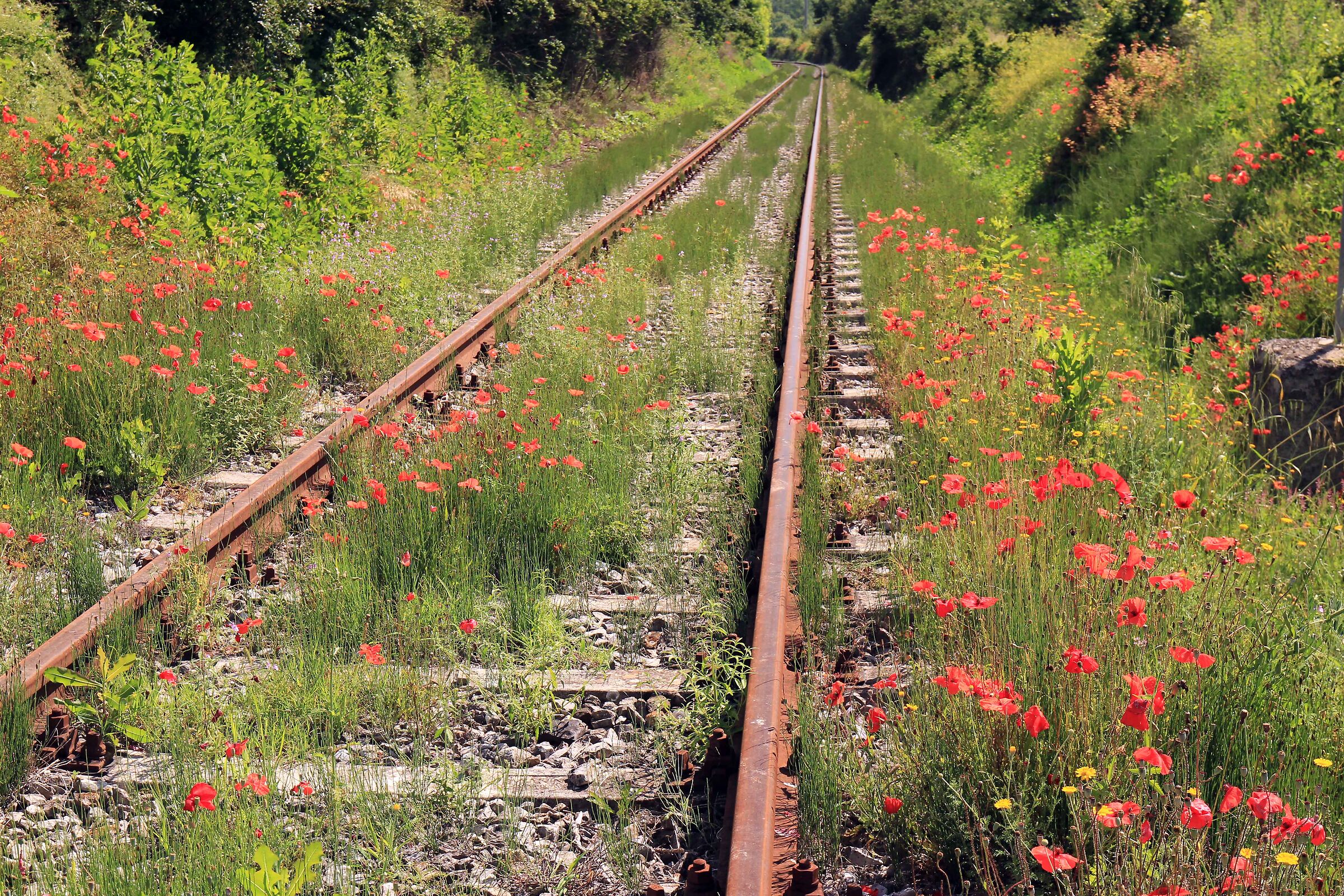 Monte Amiata Railway