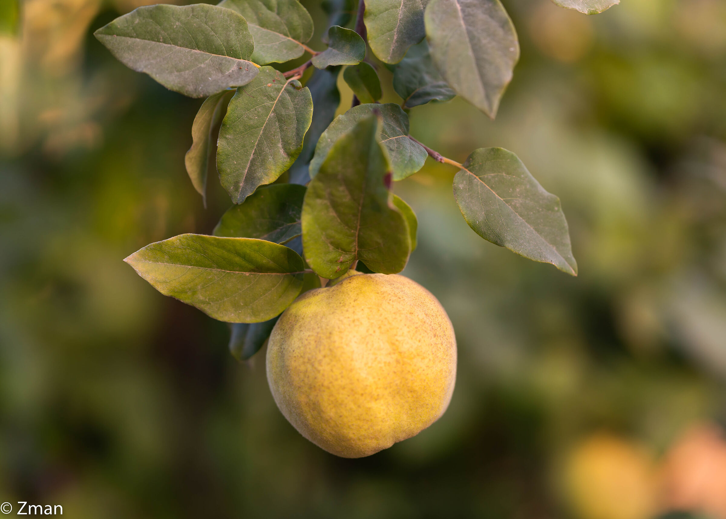 Frutto della mela cotogna