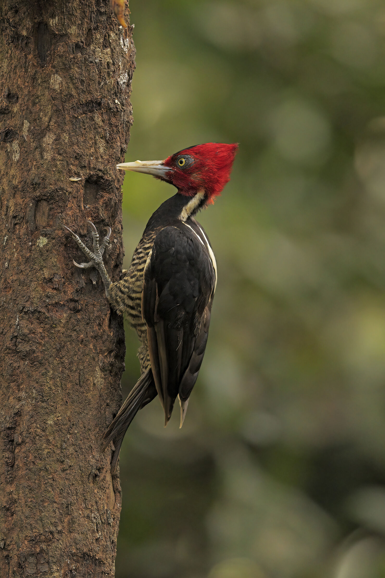 The largest woodpecker in Costa Rica