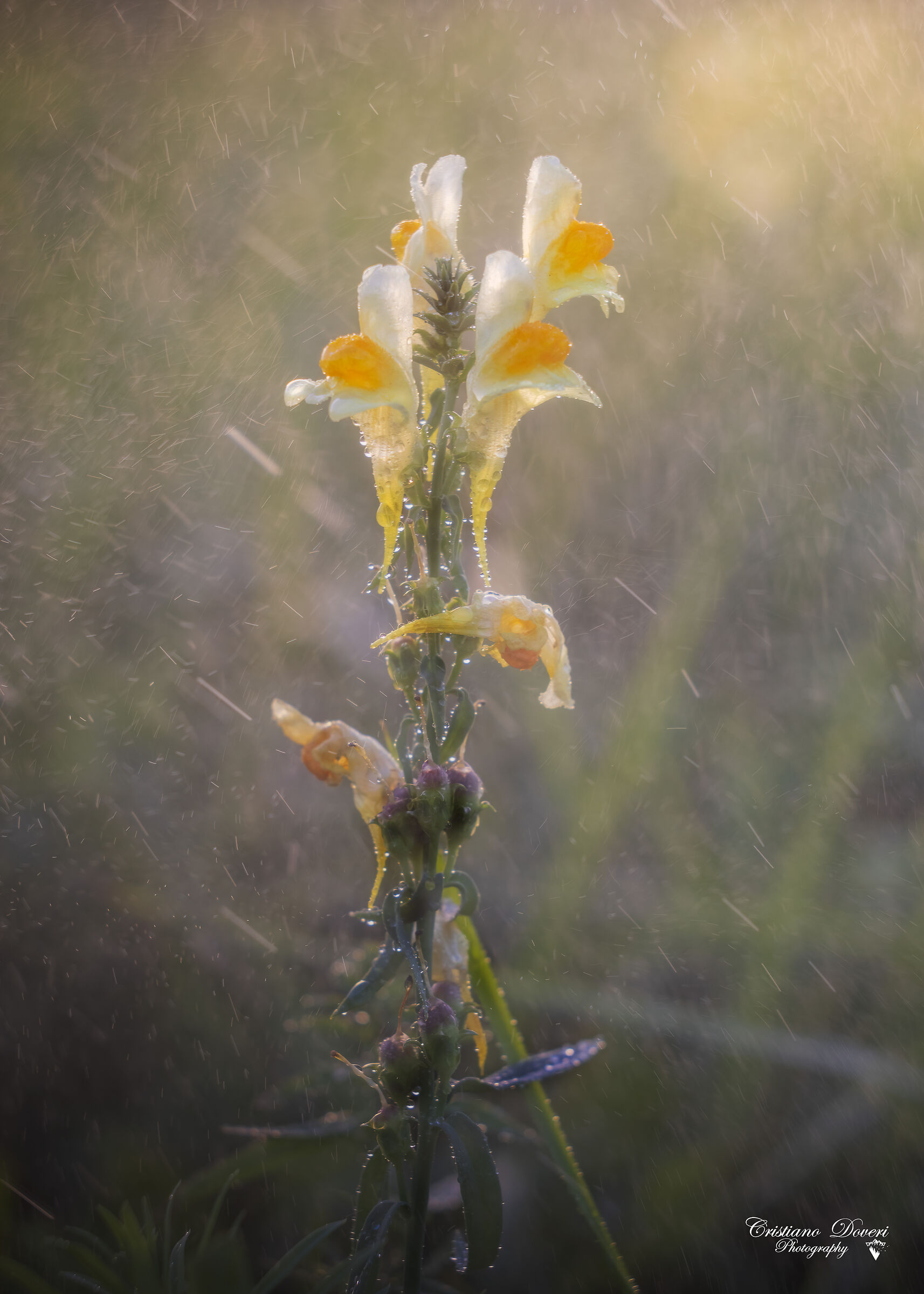Rain