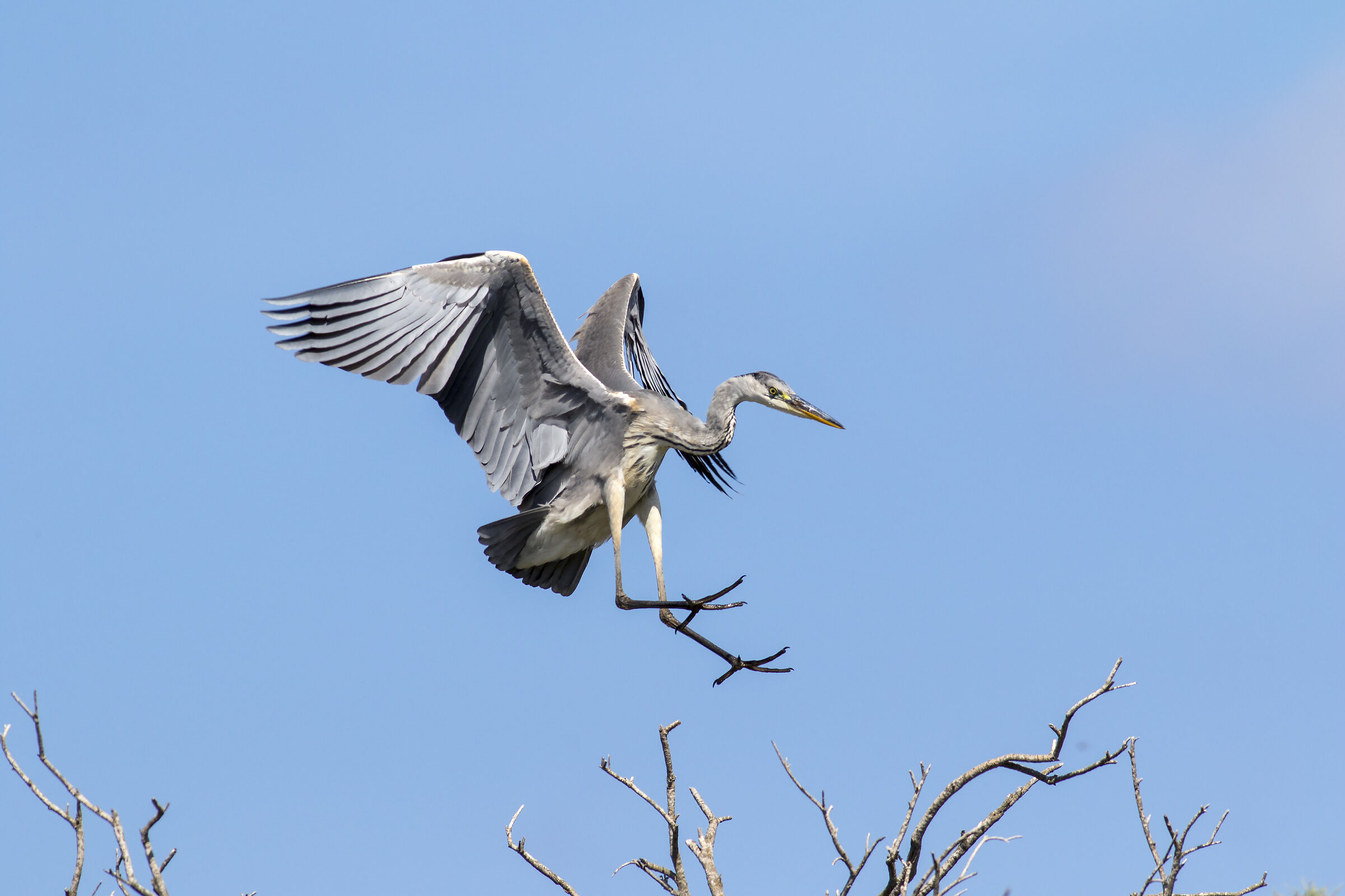 Airone cenerino tentato di atterrare .