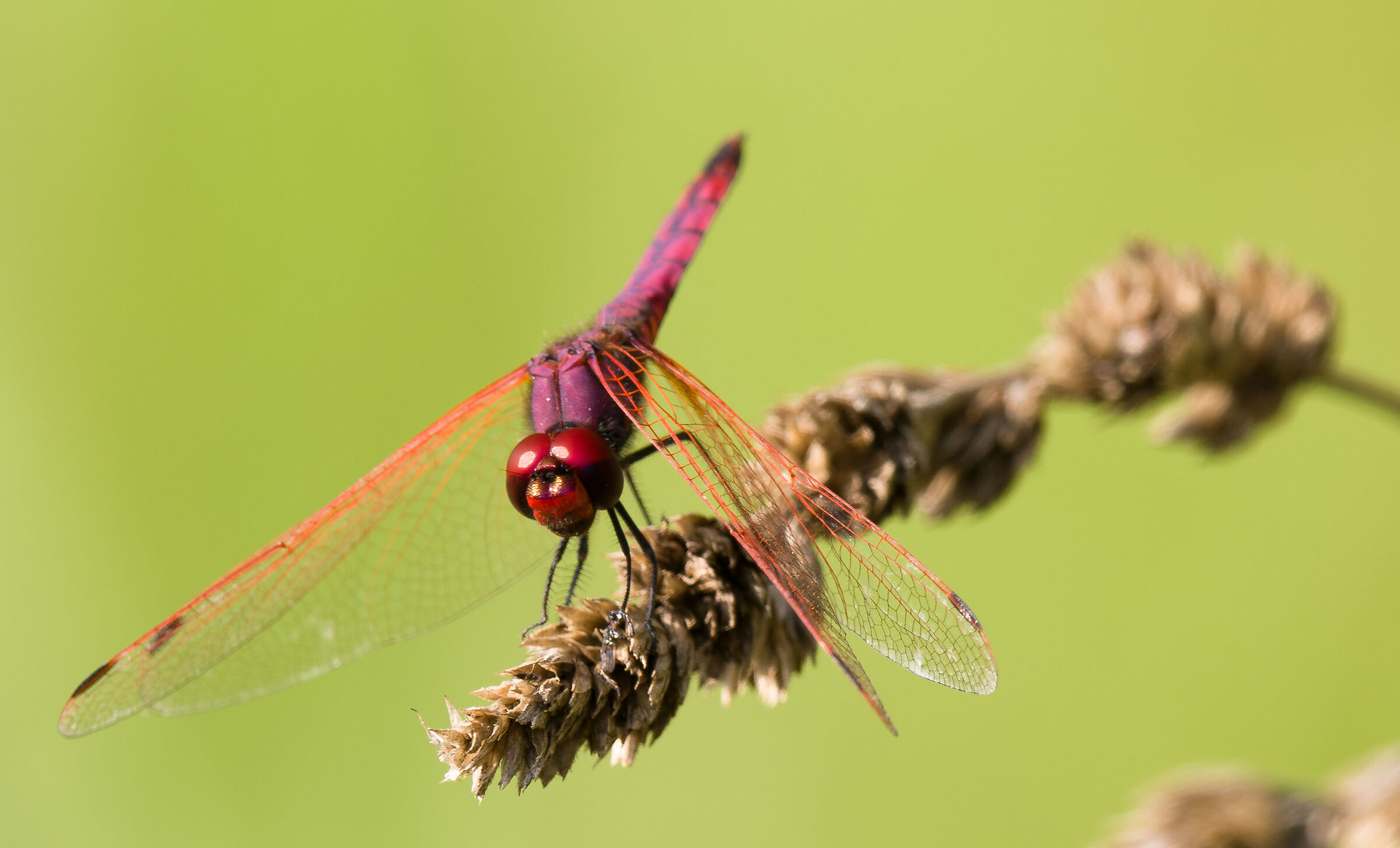 Dragonfly