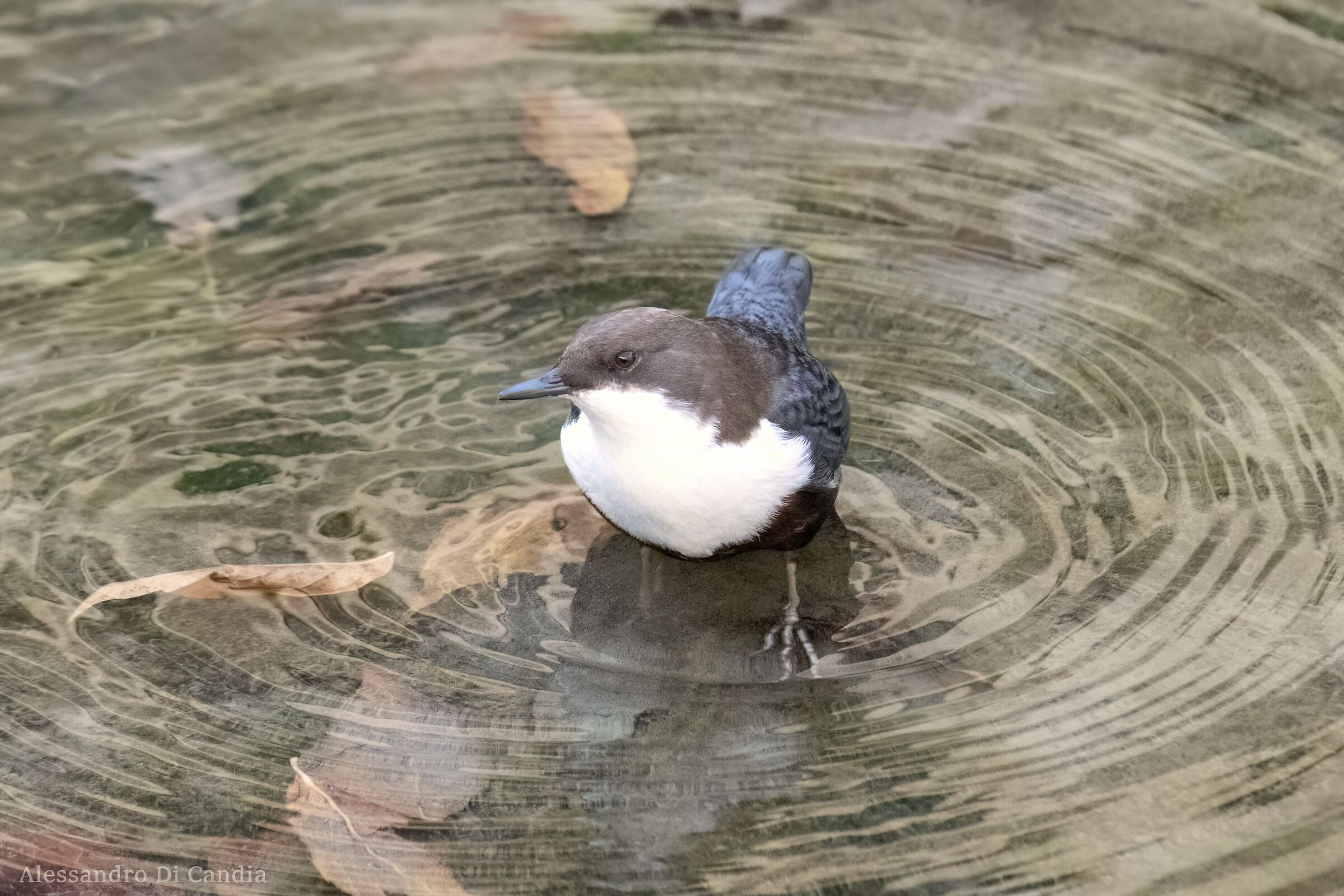 Un paffuto Merlo Acquaiolo