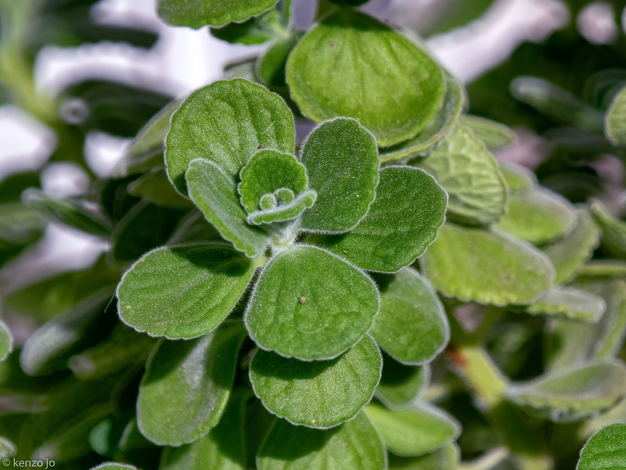 Cuban oregano... stolen from the neighbor.