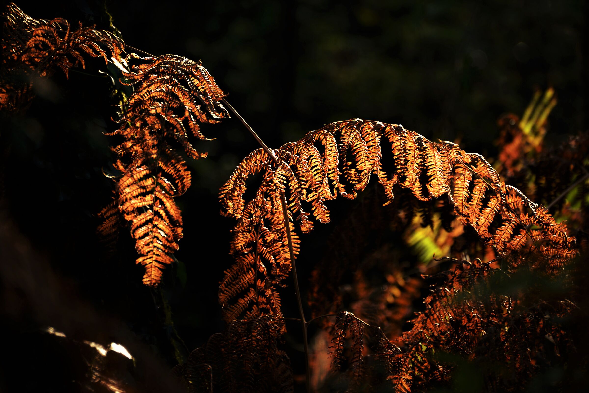 Sinfonie d'autunno