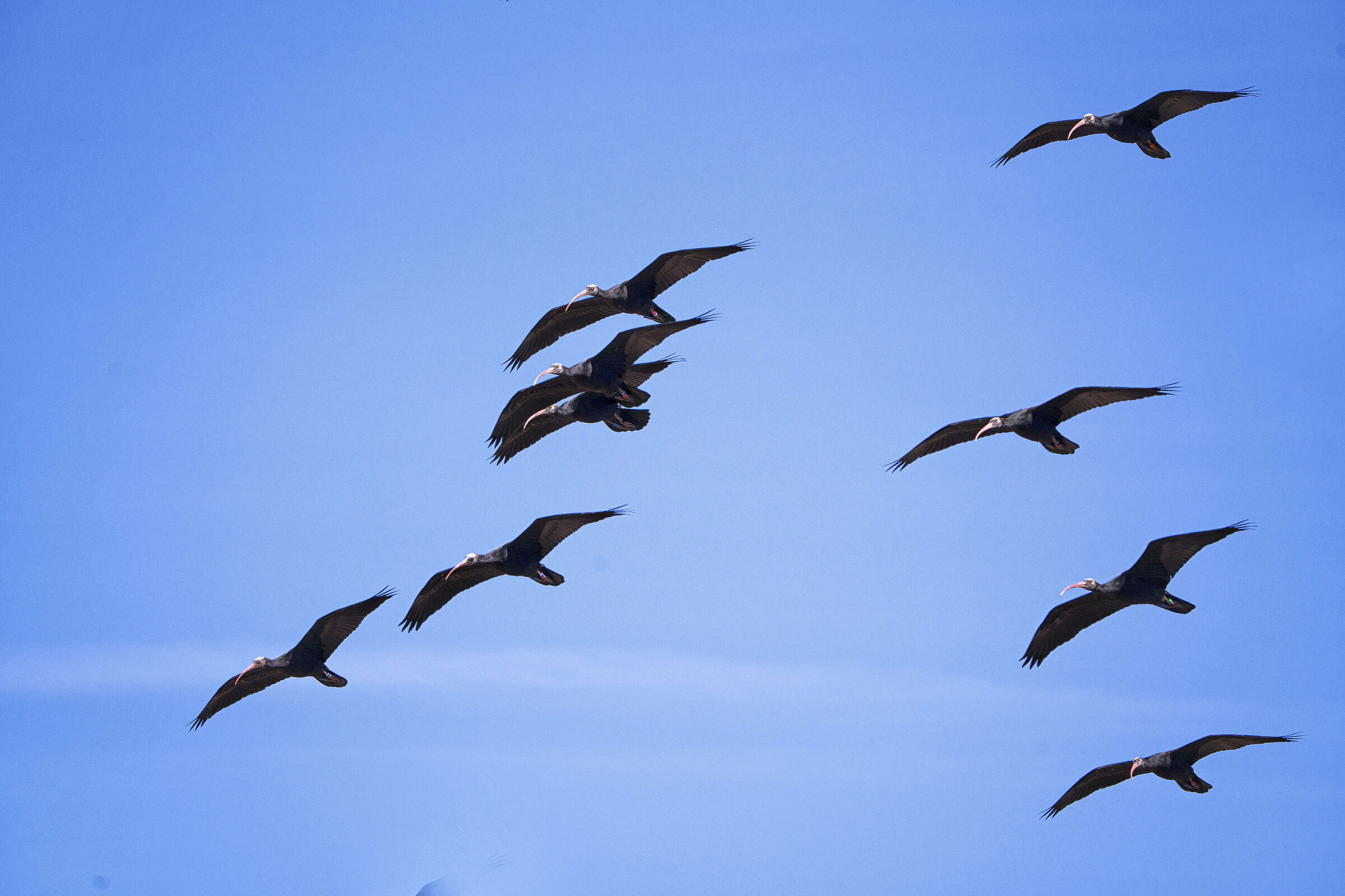 Northern Bald Ibis (Geronticus Eremta)