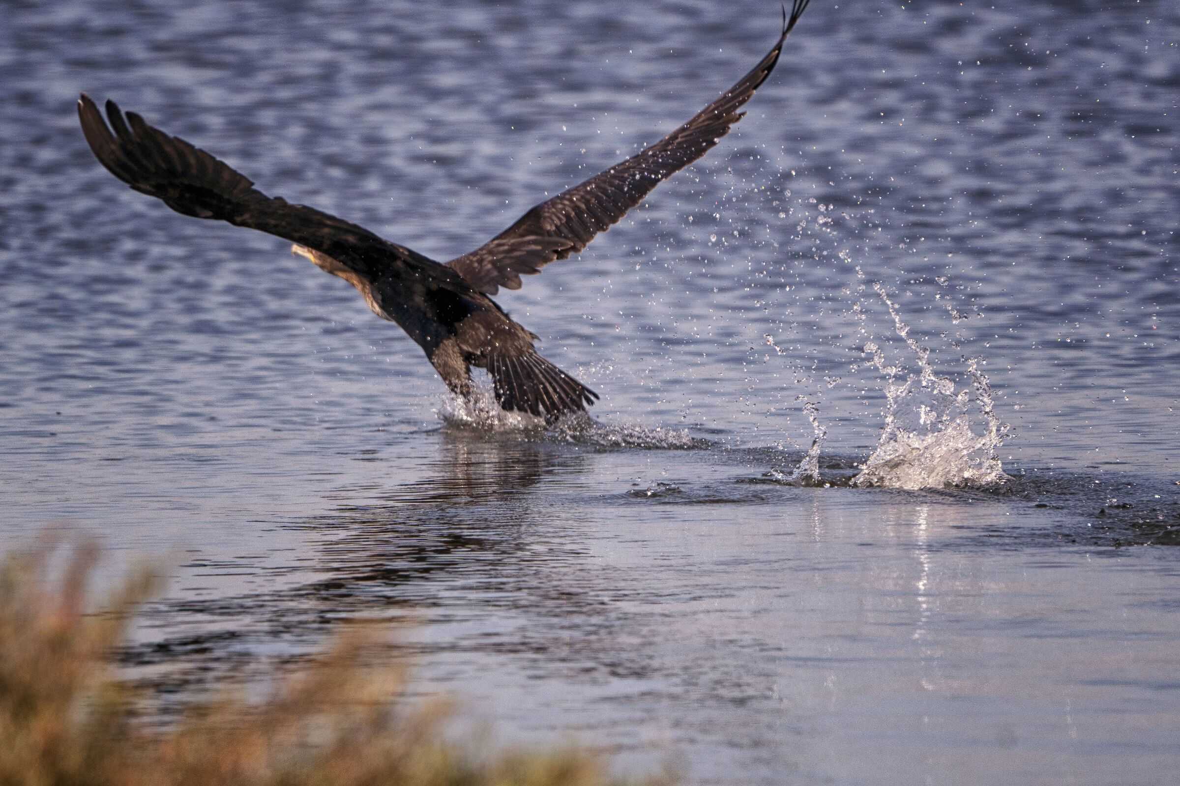 Cormorant