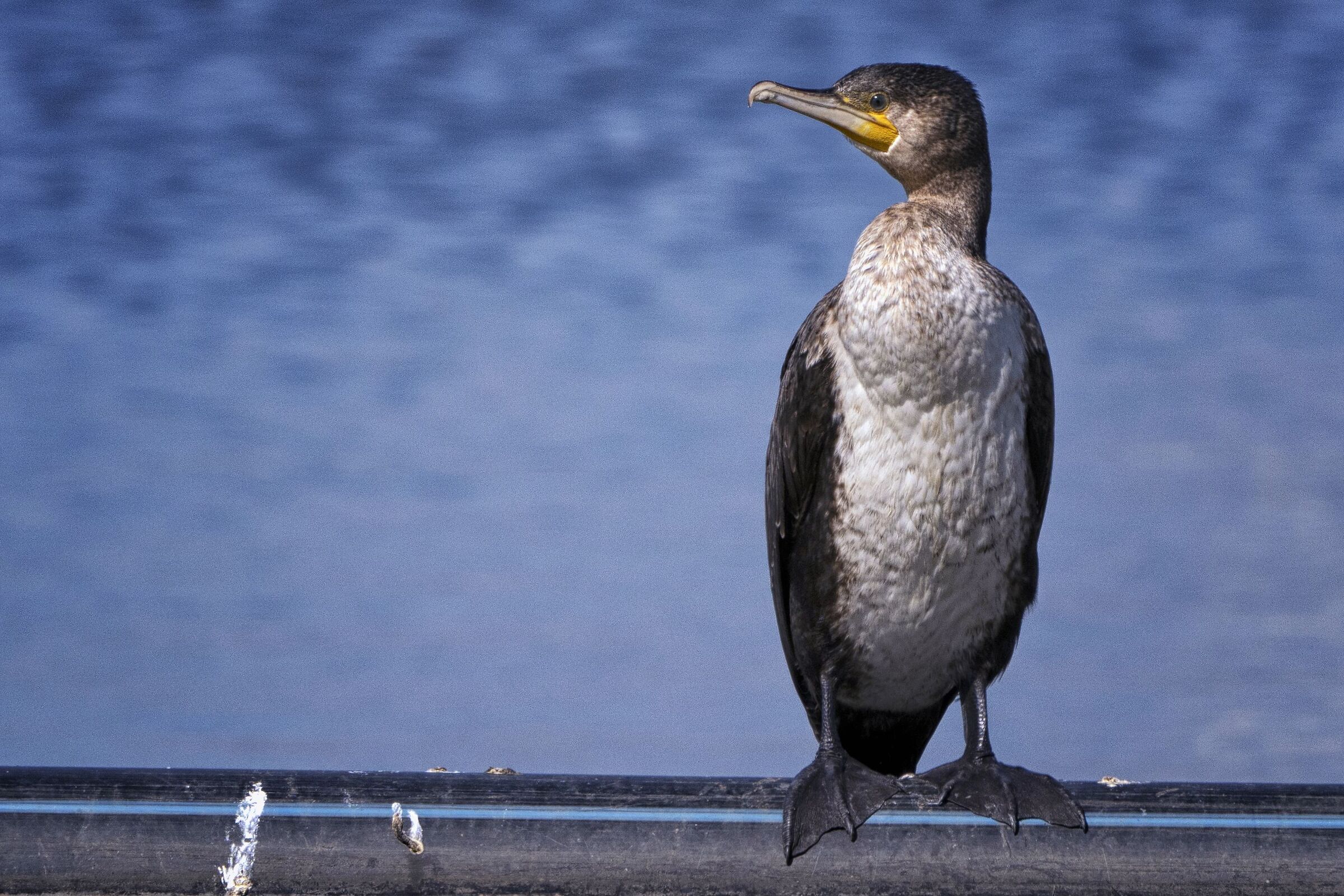 Cormorant