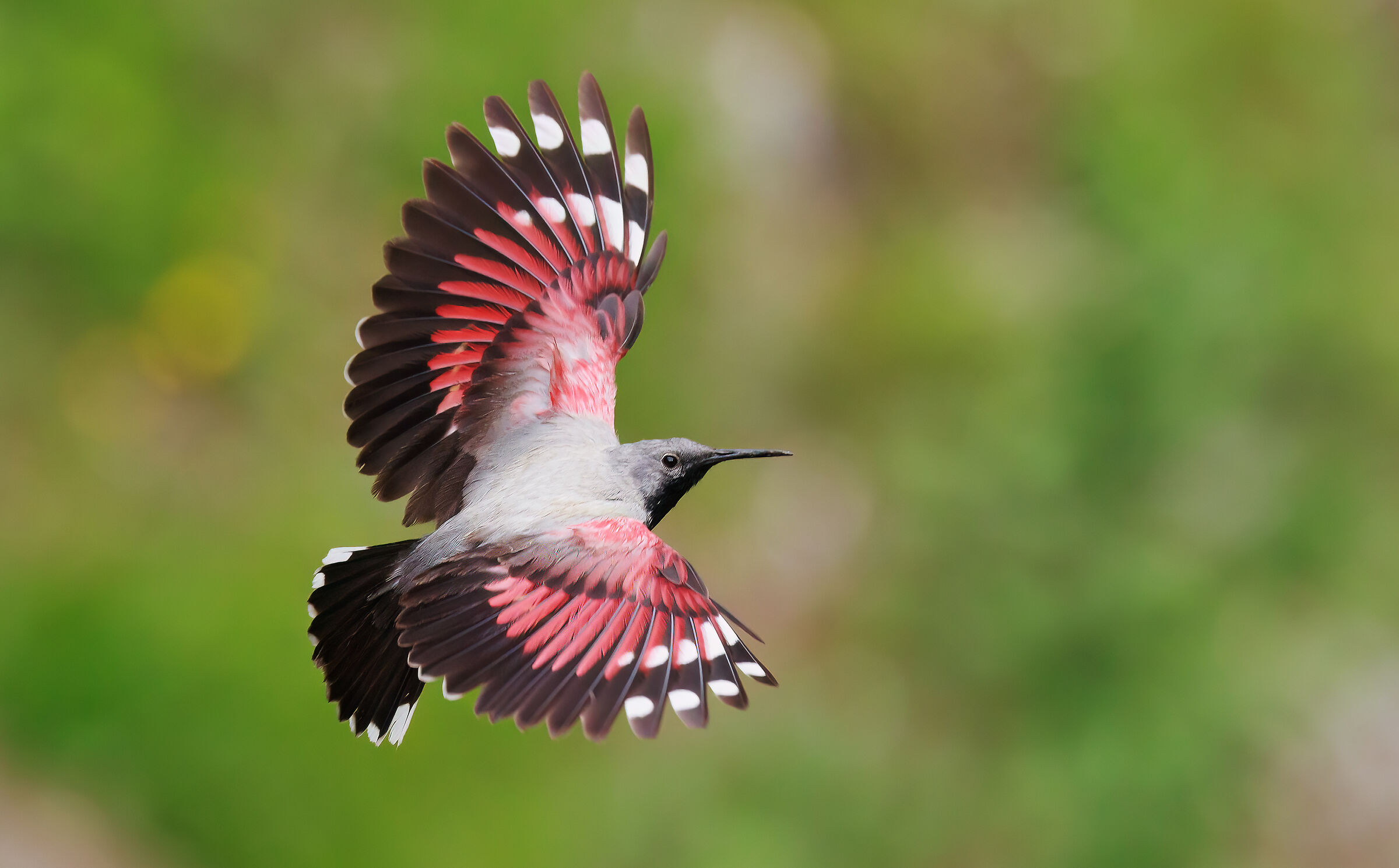 Picchio Muraiolo  maschio in volo