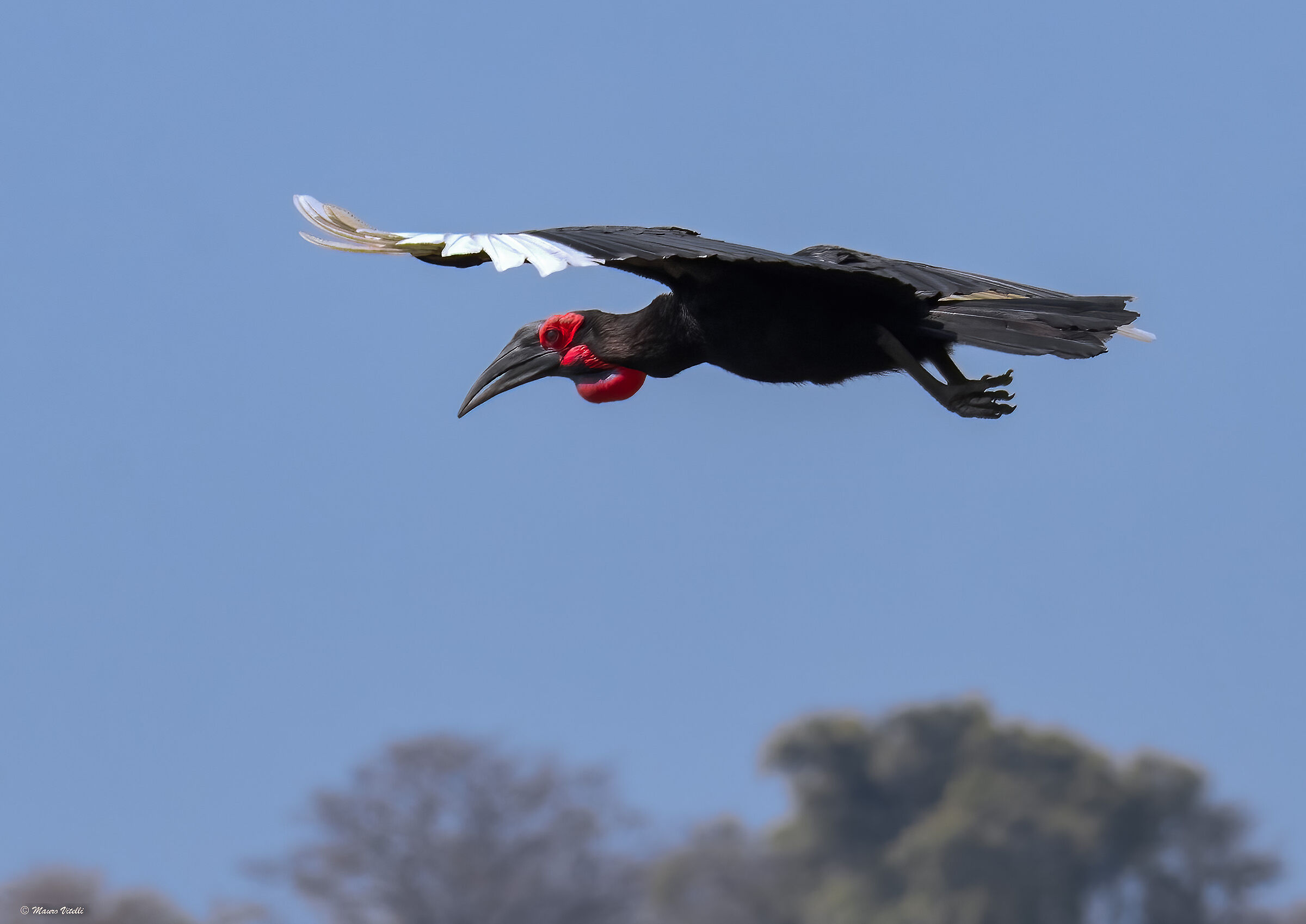 Bucorvo cafro (leadbeater)