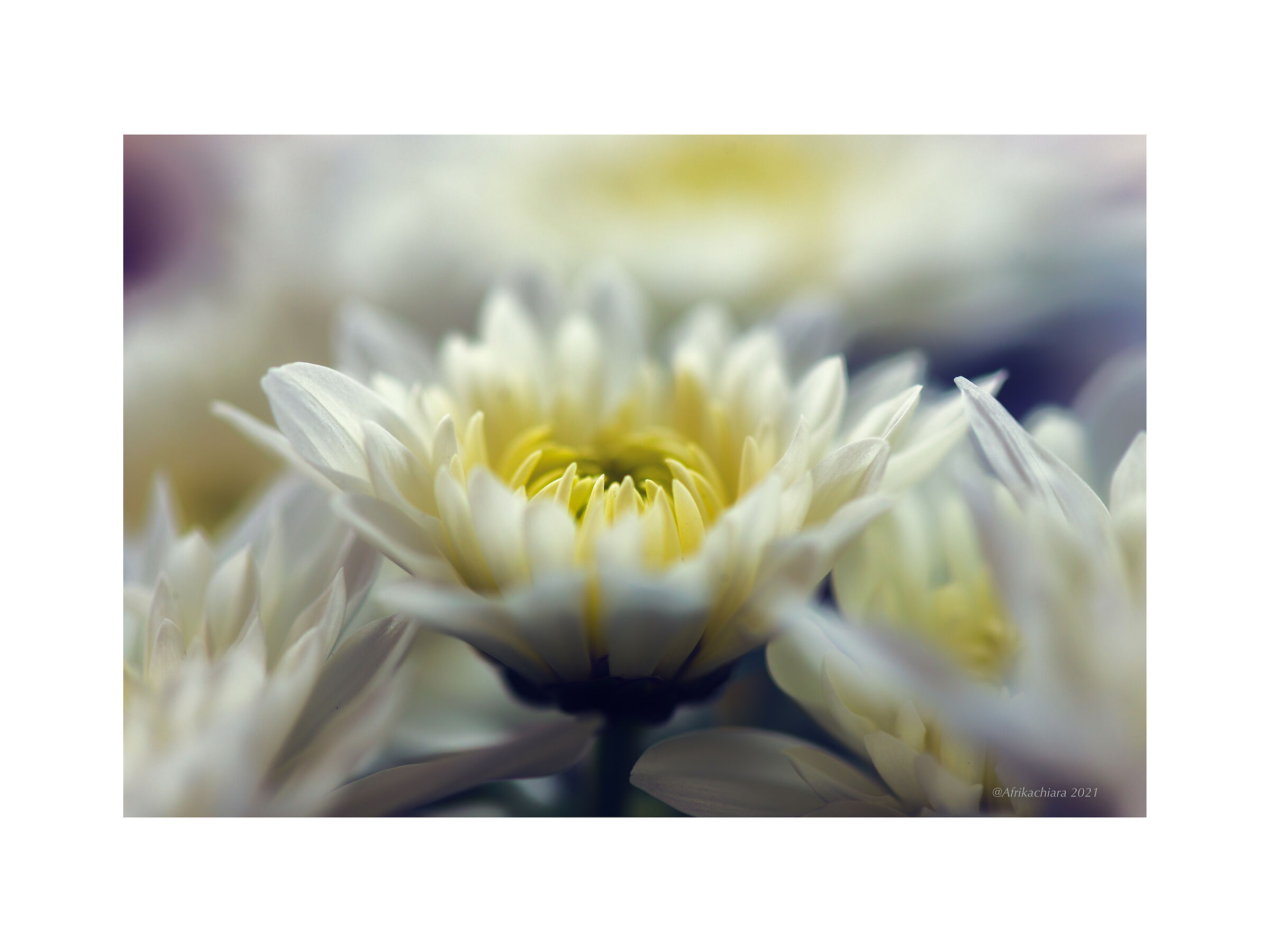 Ho voglia di un fiore...