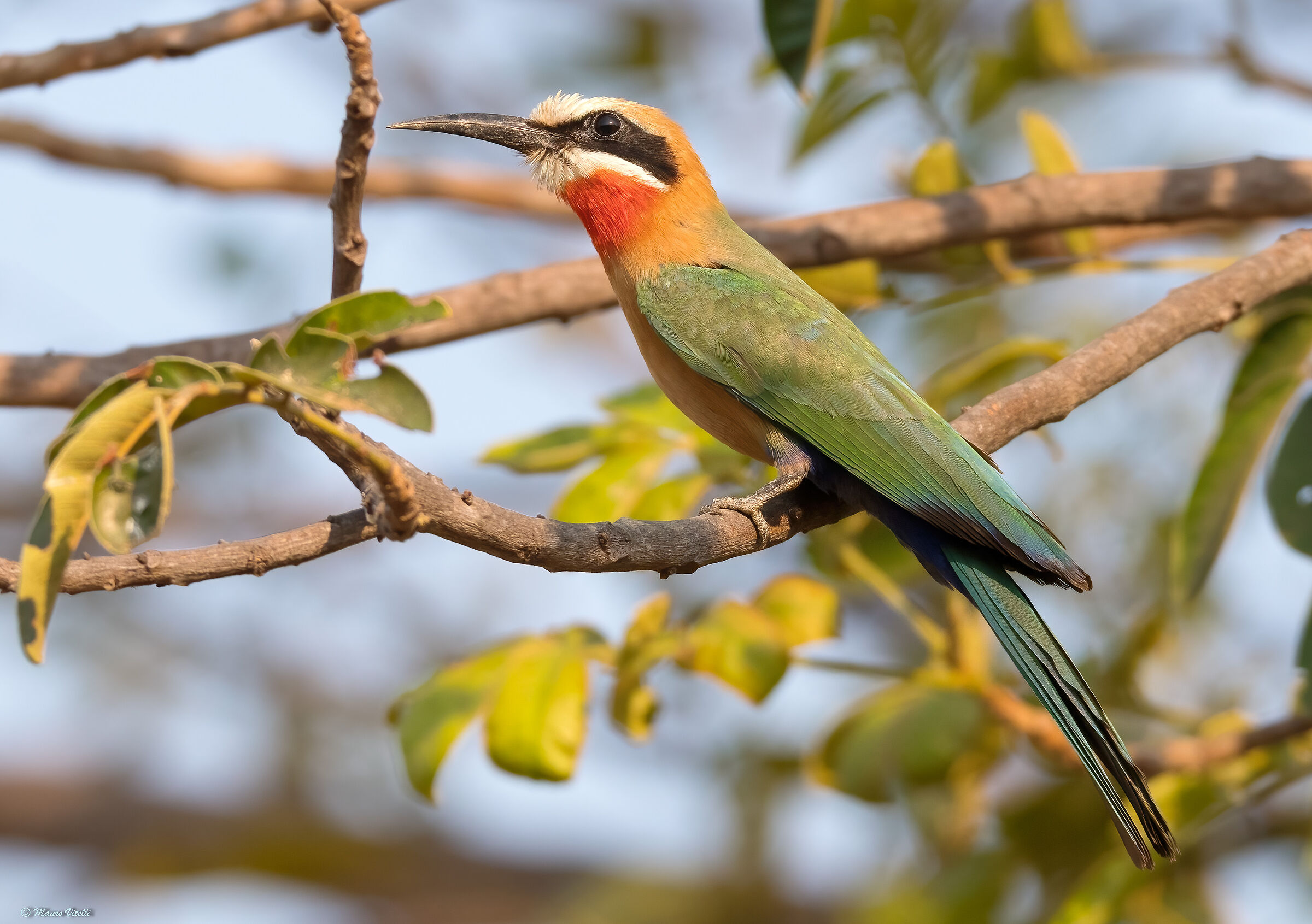White-fronted bee-eater (Merops bullockoides)