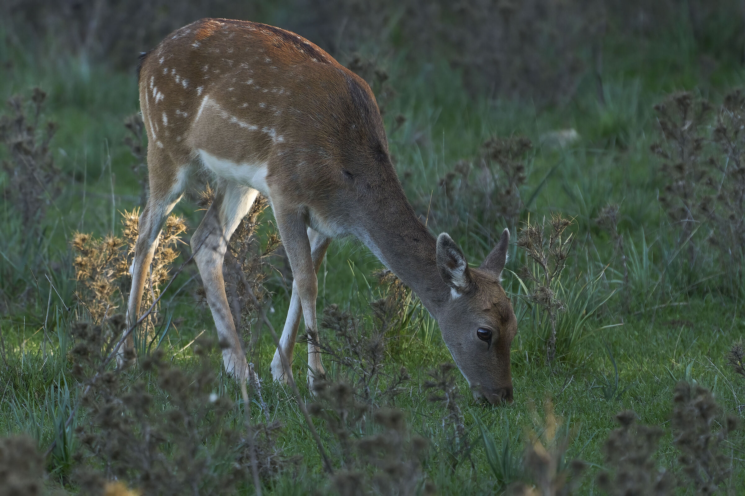 fallow deer