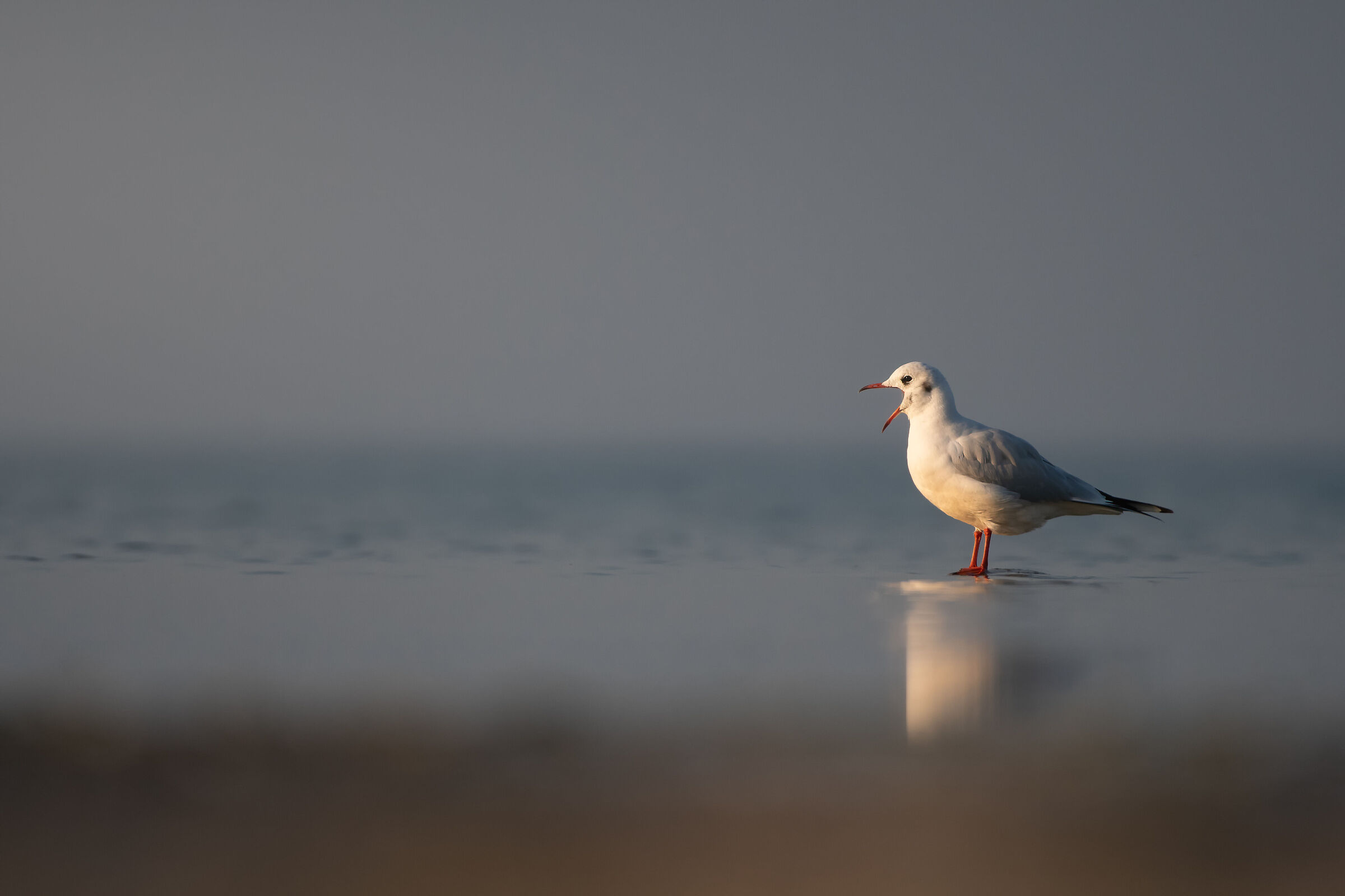Strillo o sbadiglio ?