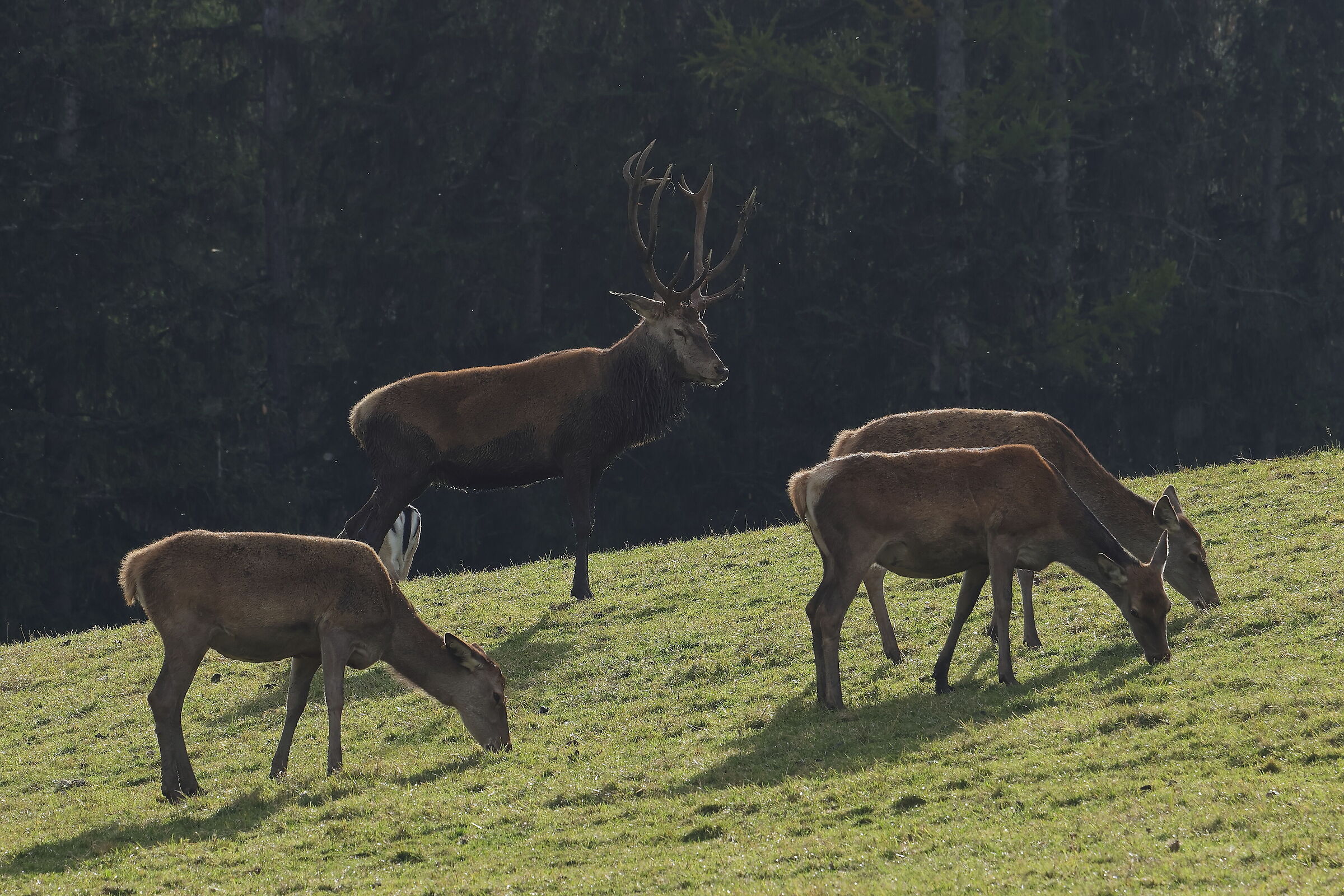 Cervi in Alta Badia