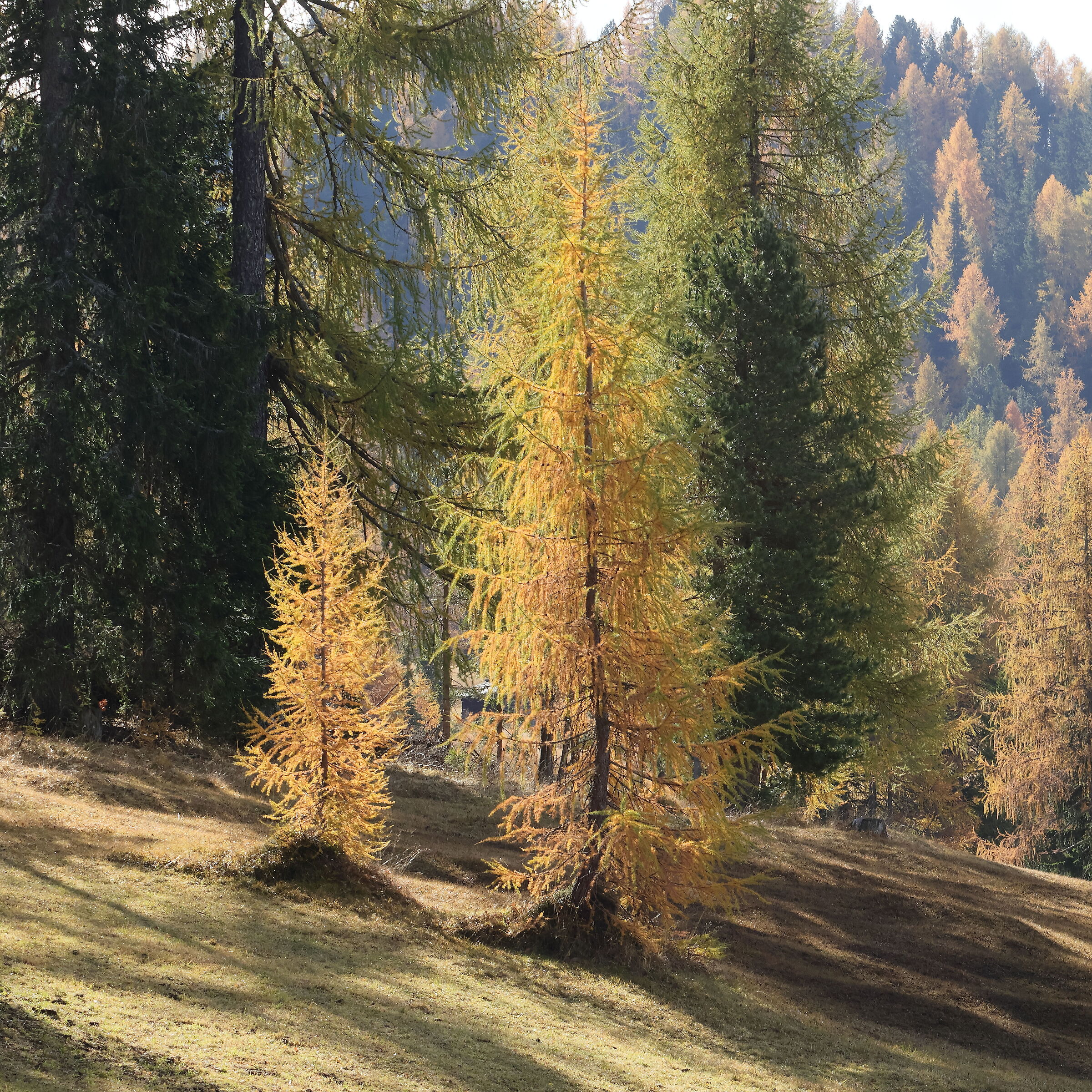 Prati dell'Armentara in Autunno