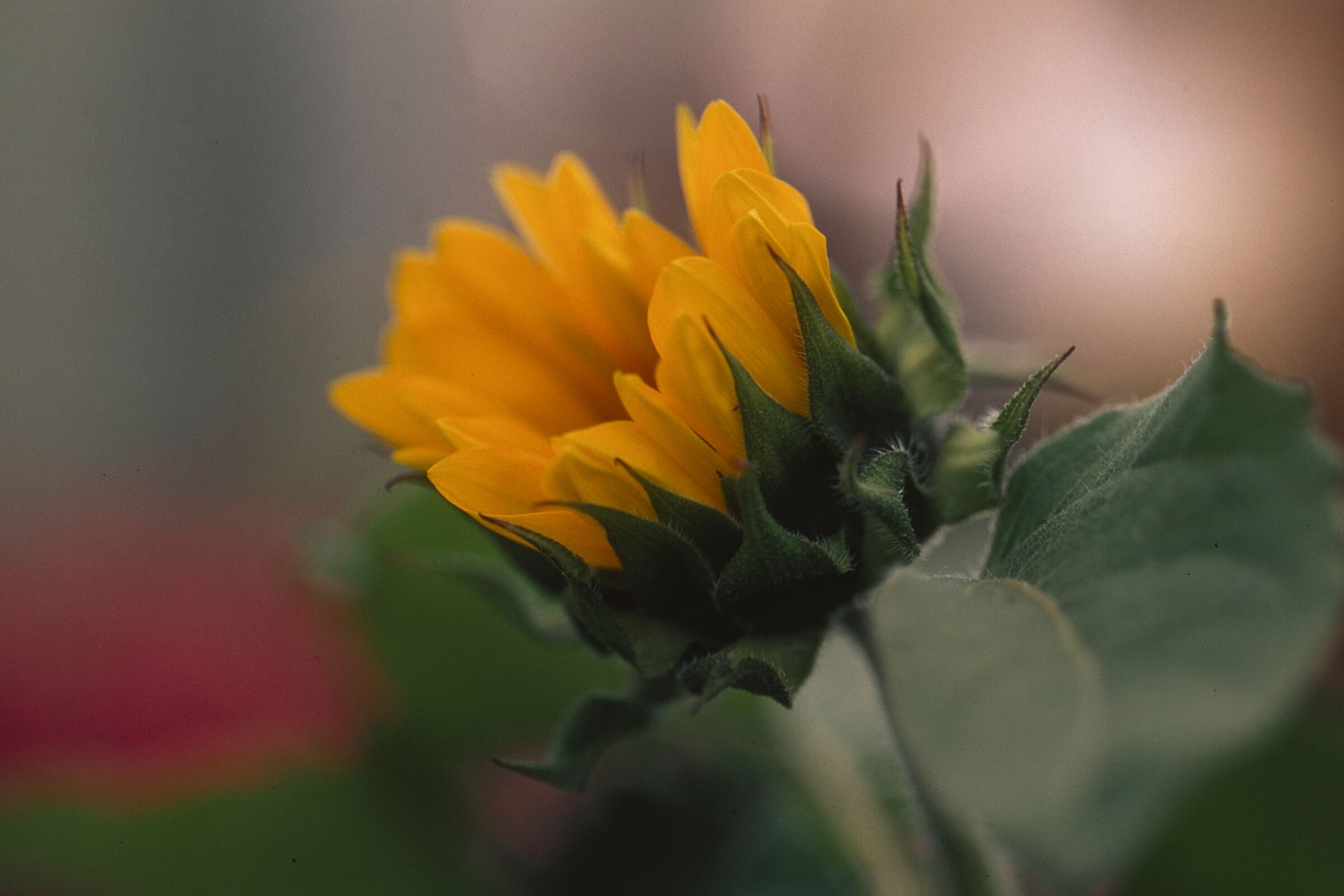 Leica R6 2