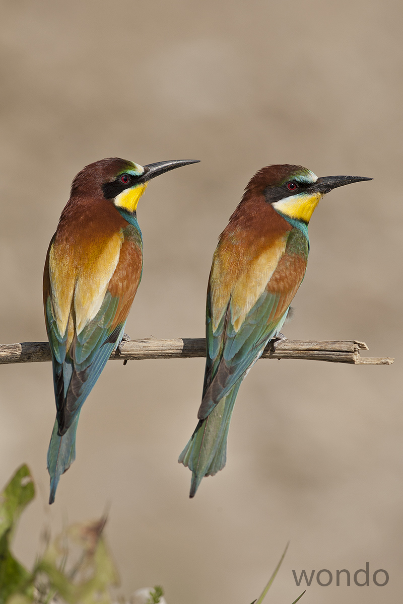 bee-eaters