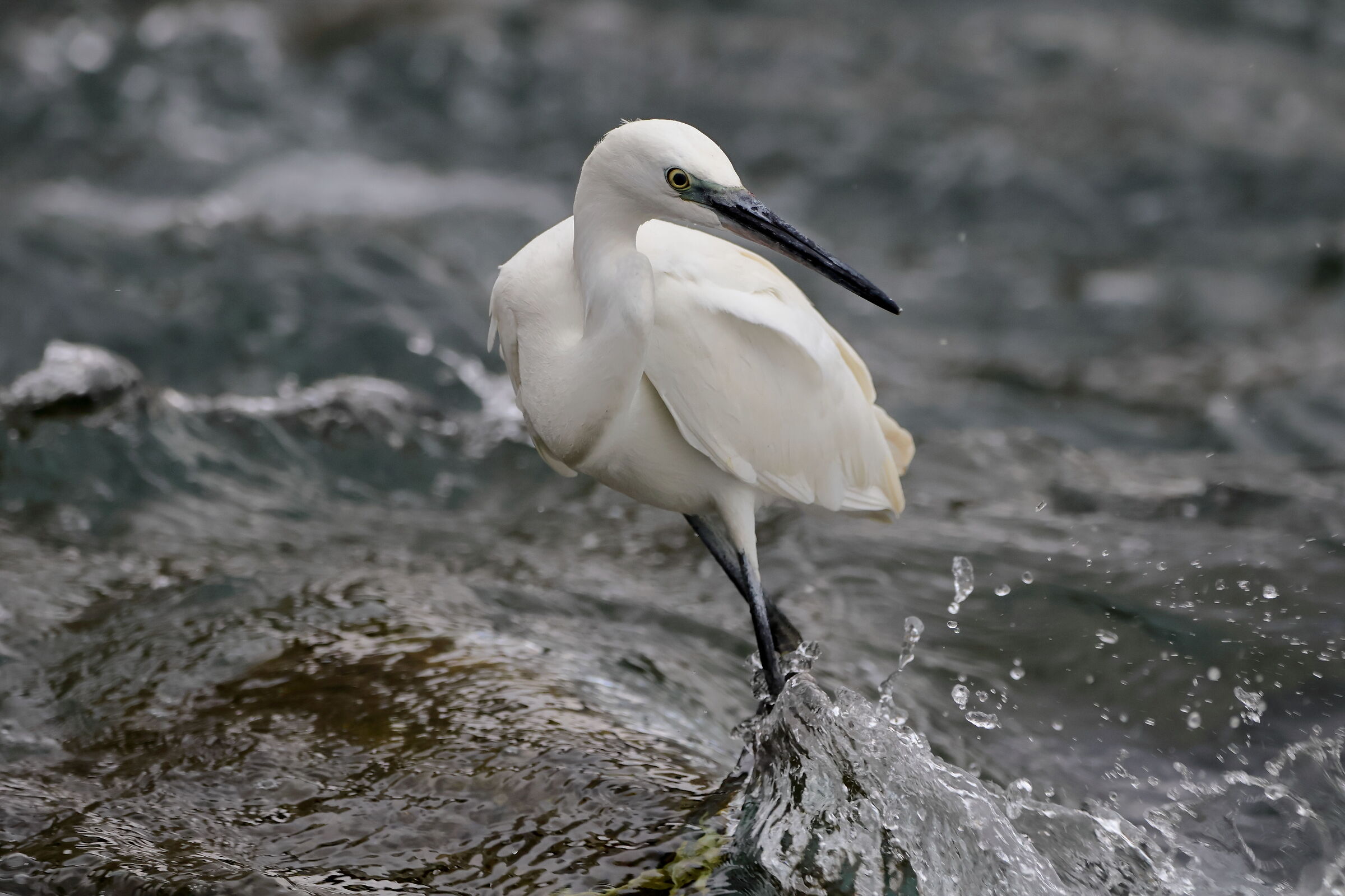 Egret