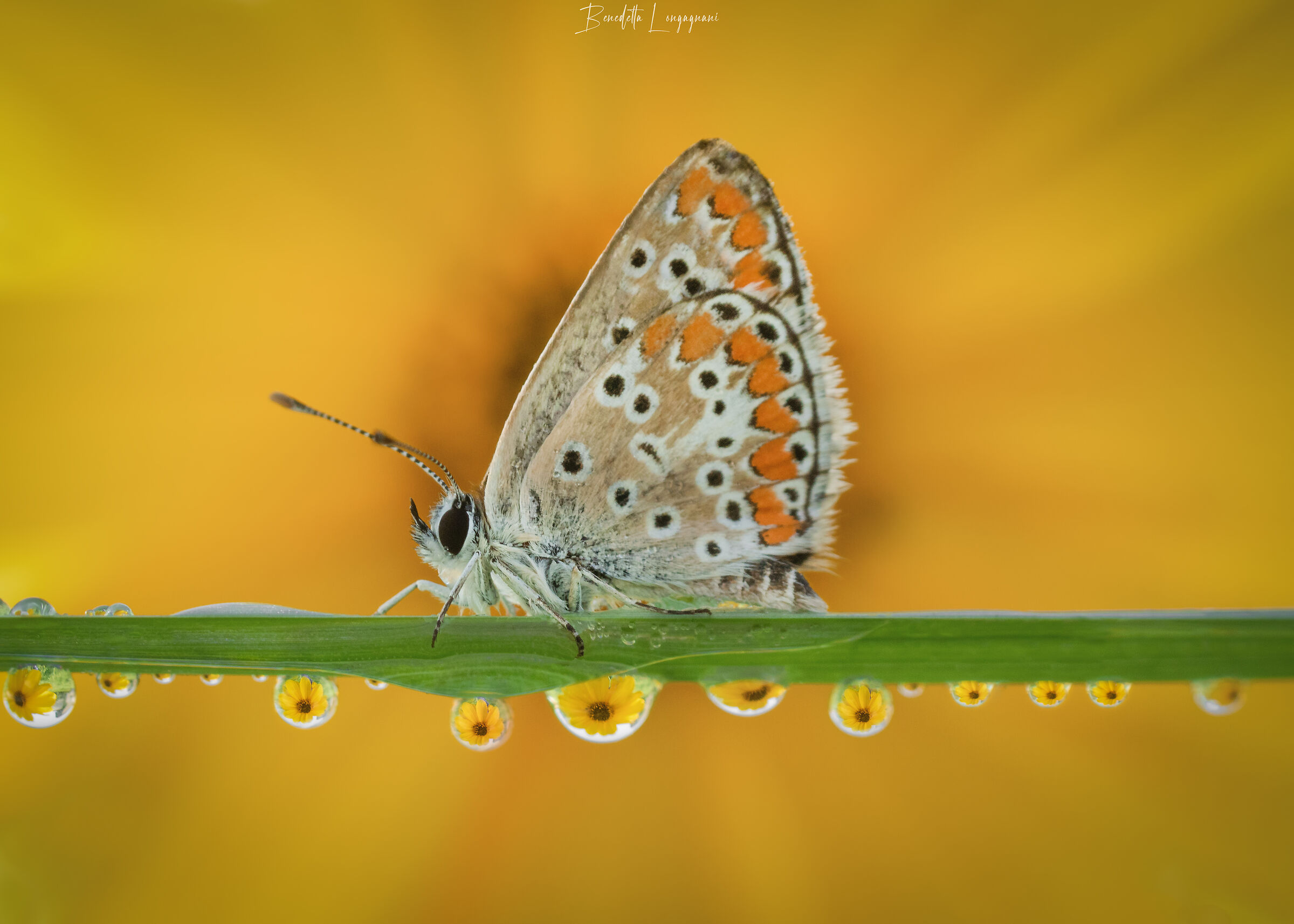 Dew in Jerusalem artichoke