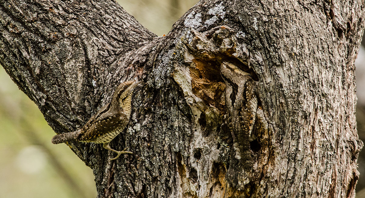 campioni di mimetismo
