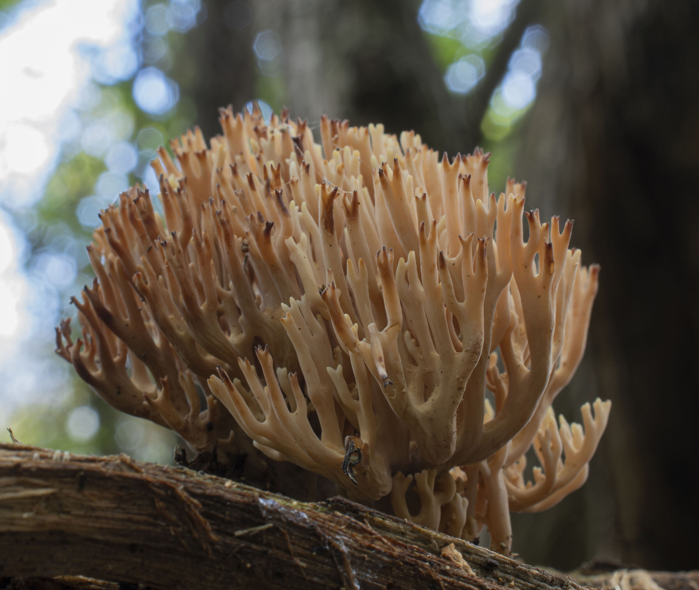 Con le manine all'insù