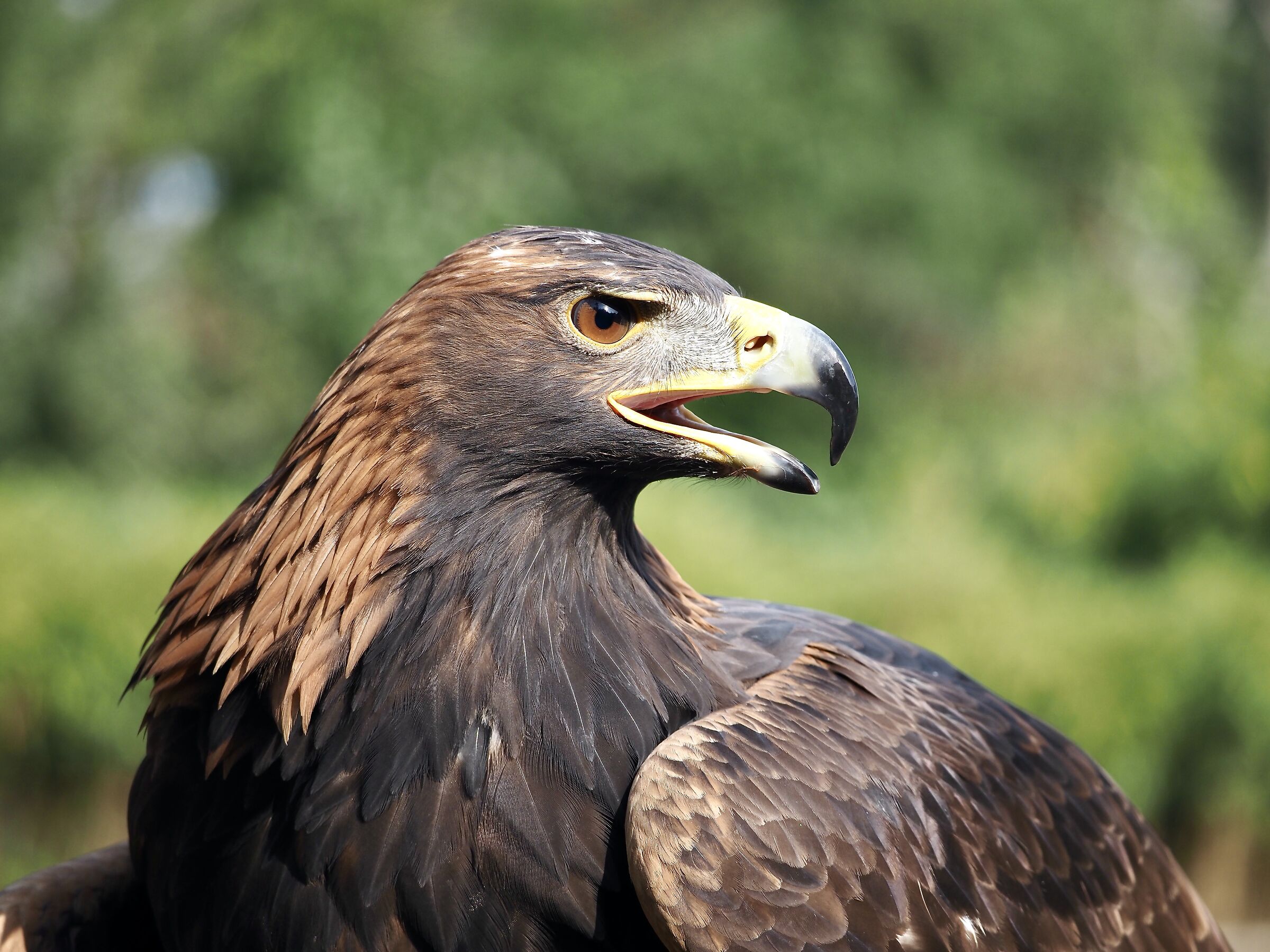 Golden eagle