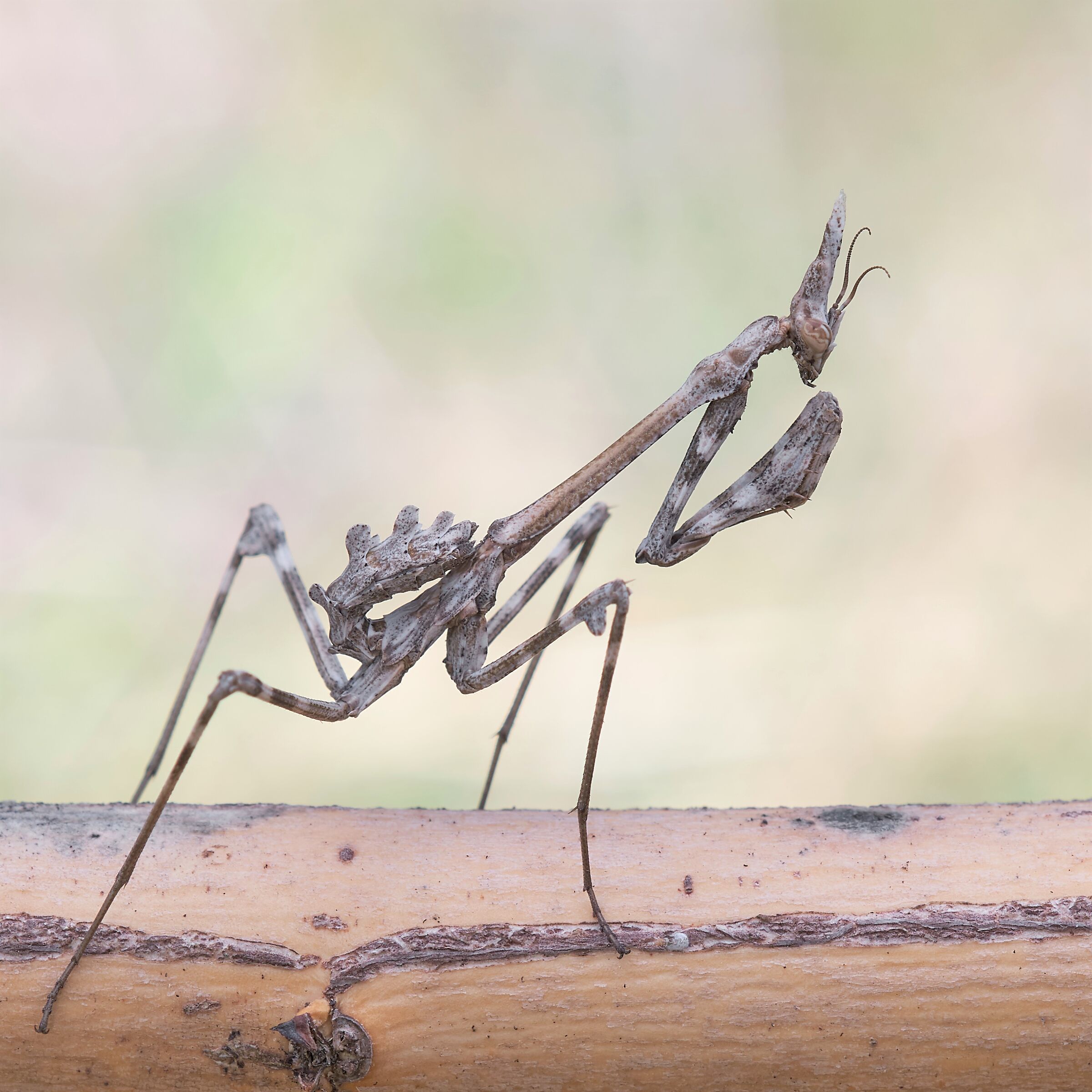 Empusa pennata