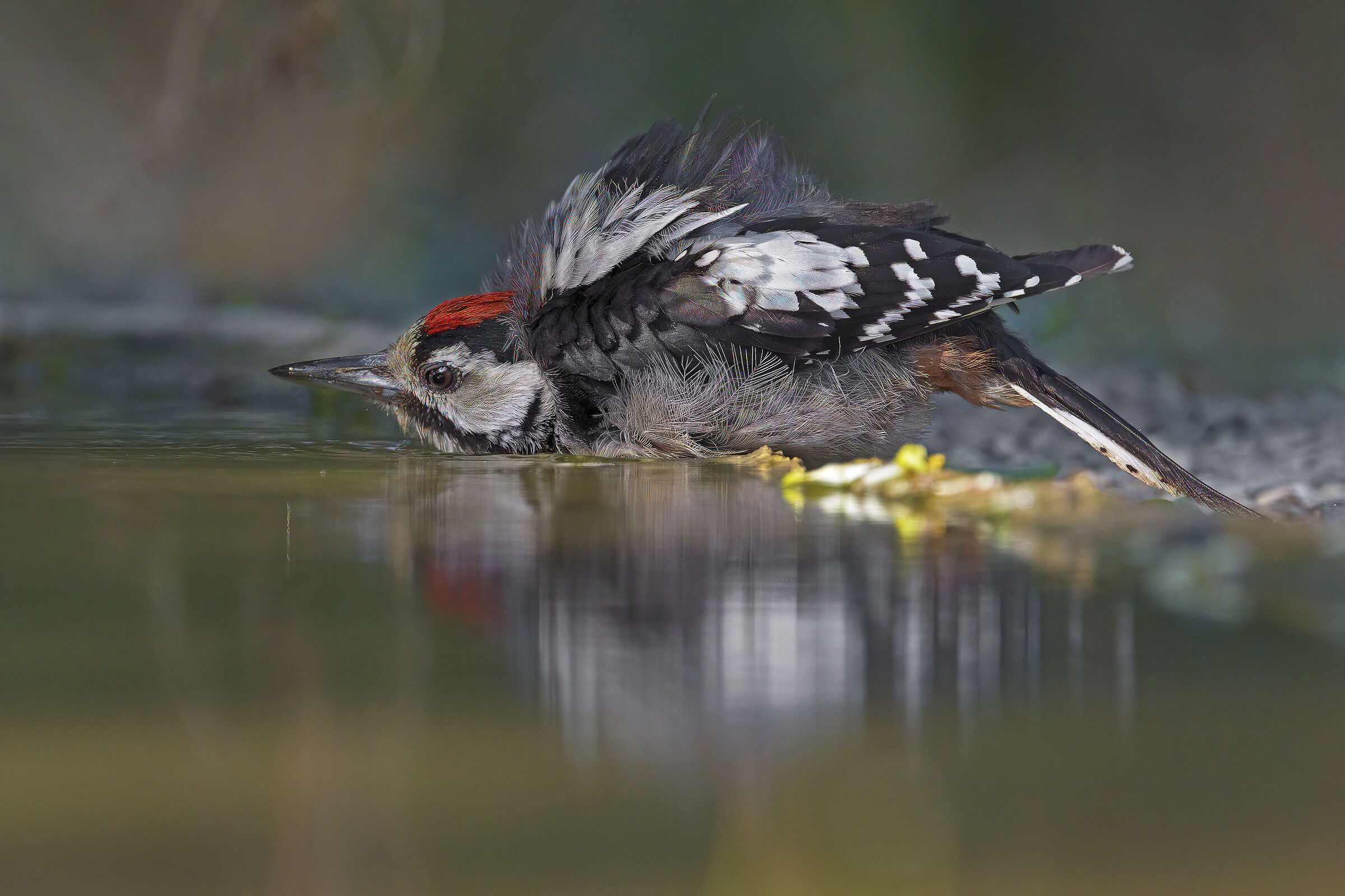 The bath of the spotted woodpecker (F)