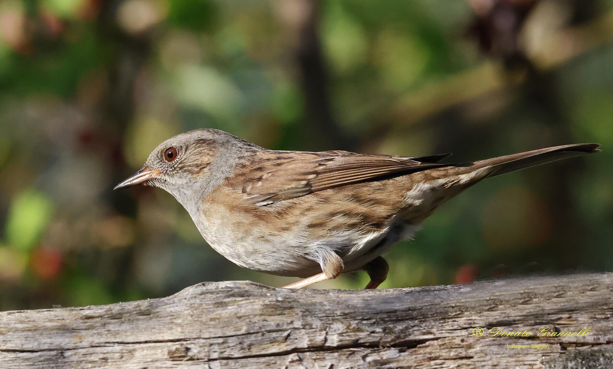 Dunnock
