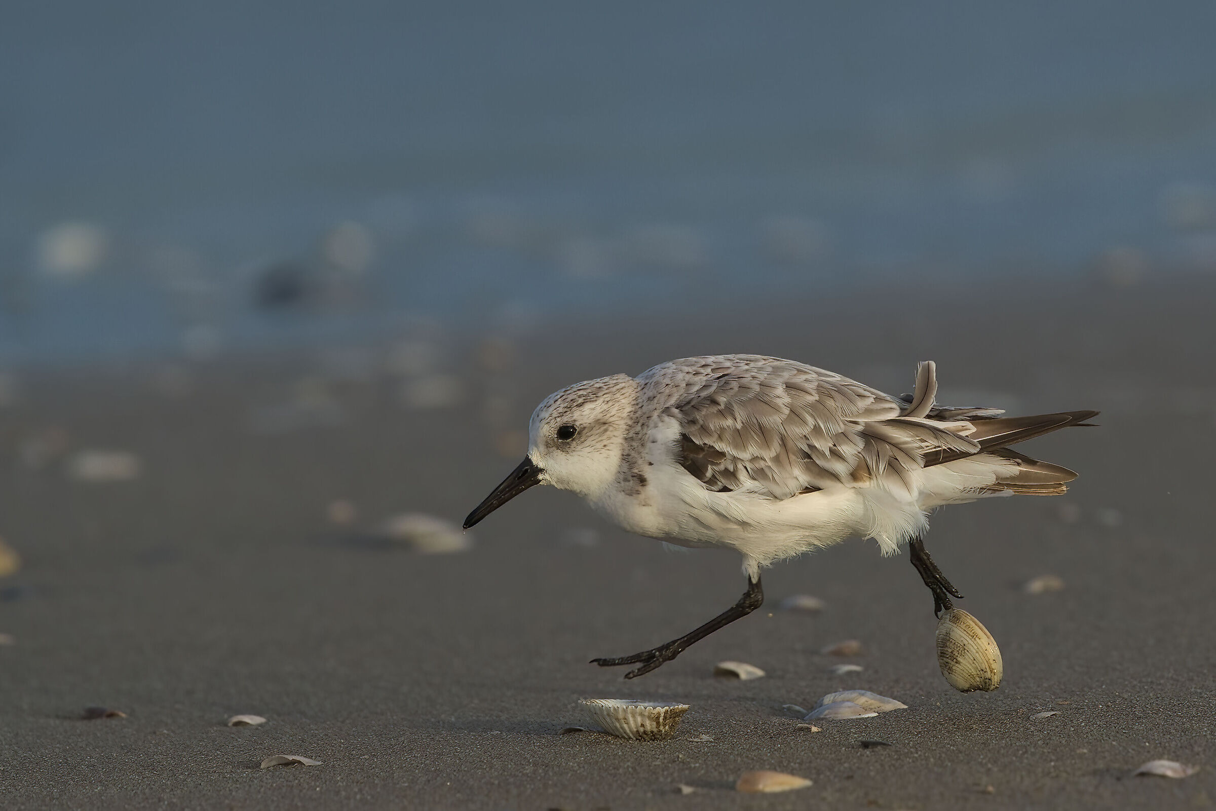 Three-toed sandpiper