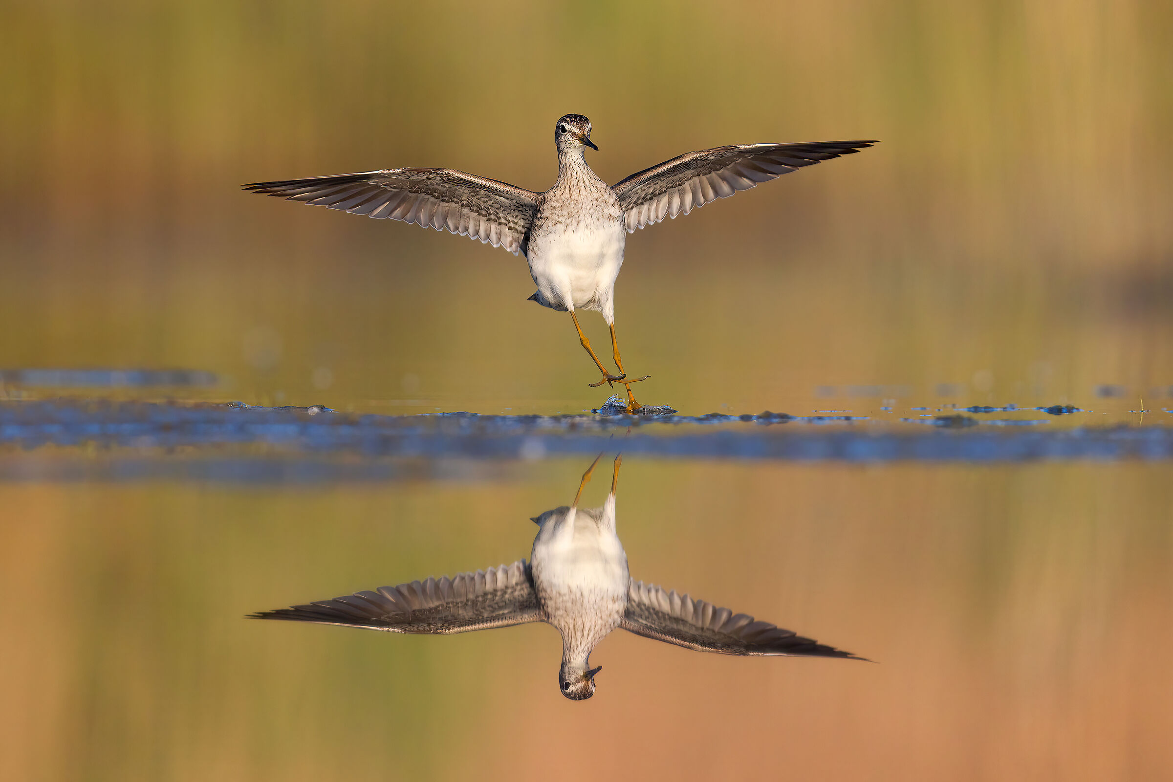 Piro Piro Boschereccio