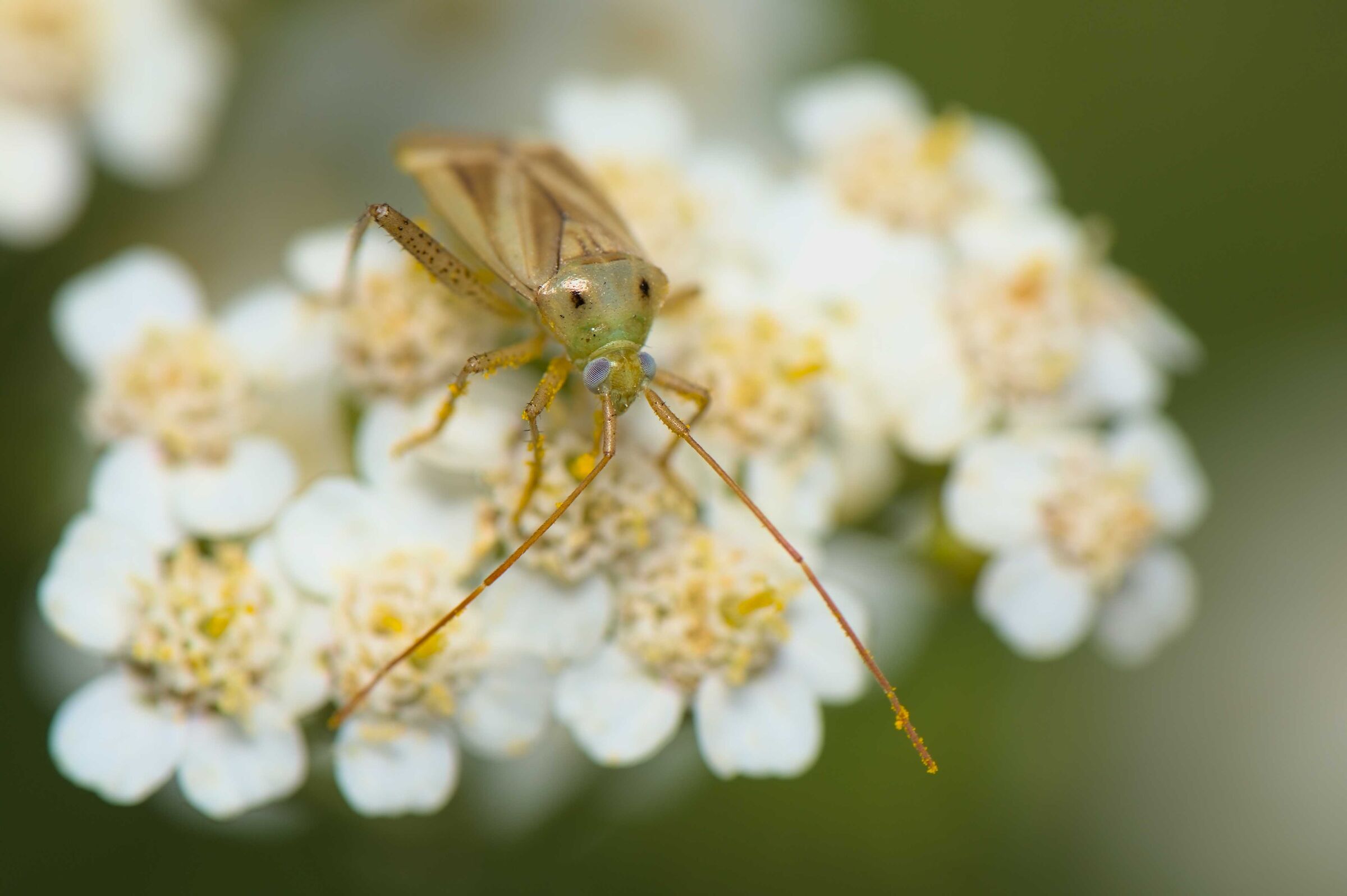Adelphocoris lineatus