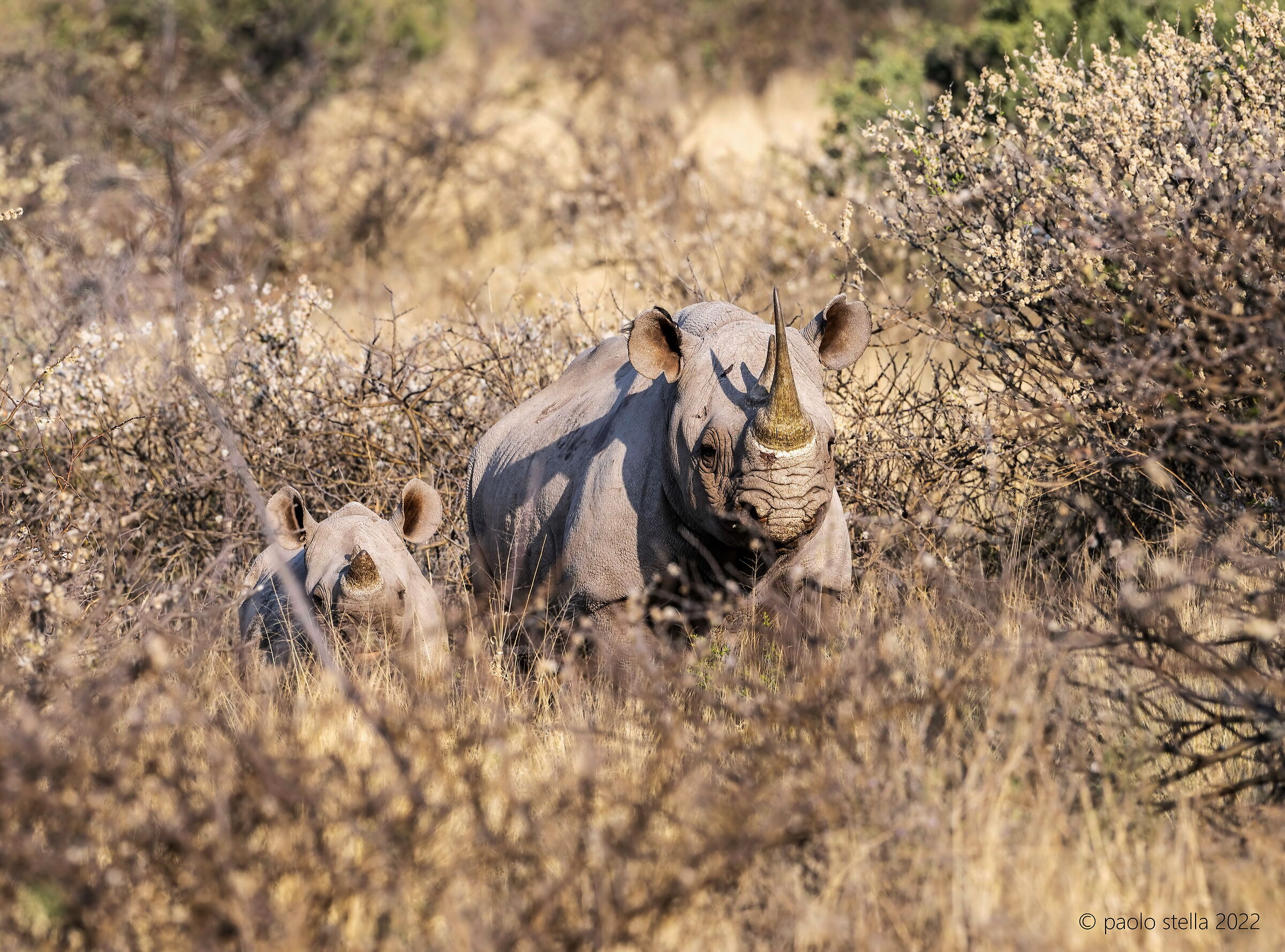 Mom and little black