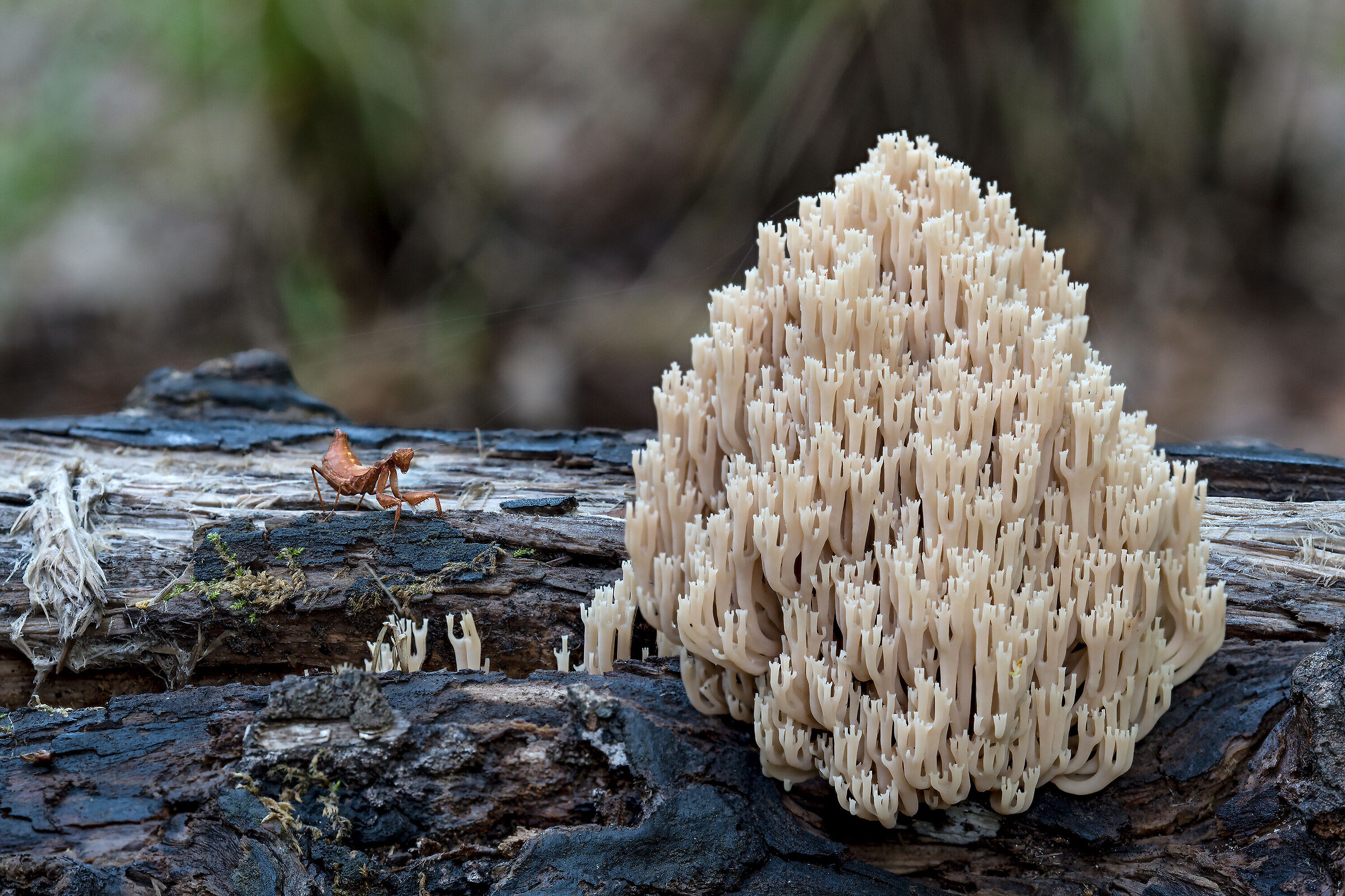 Artomyces pyxidatus con Ameles spallanzania