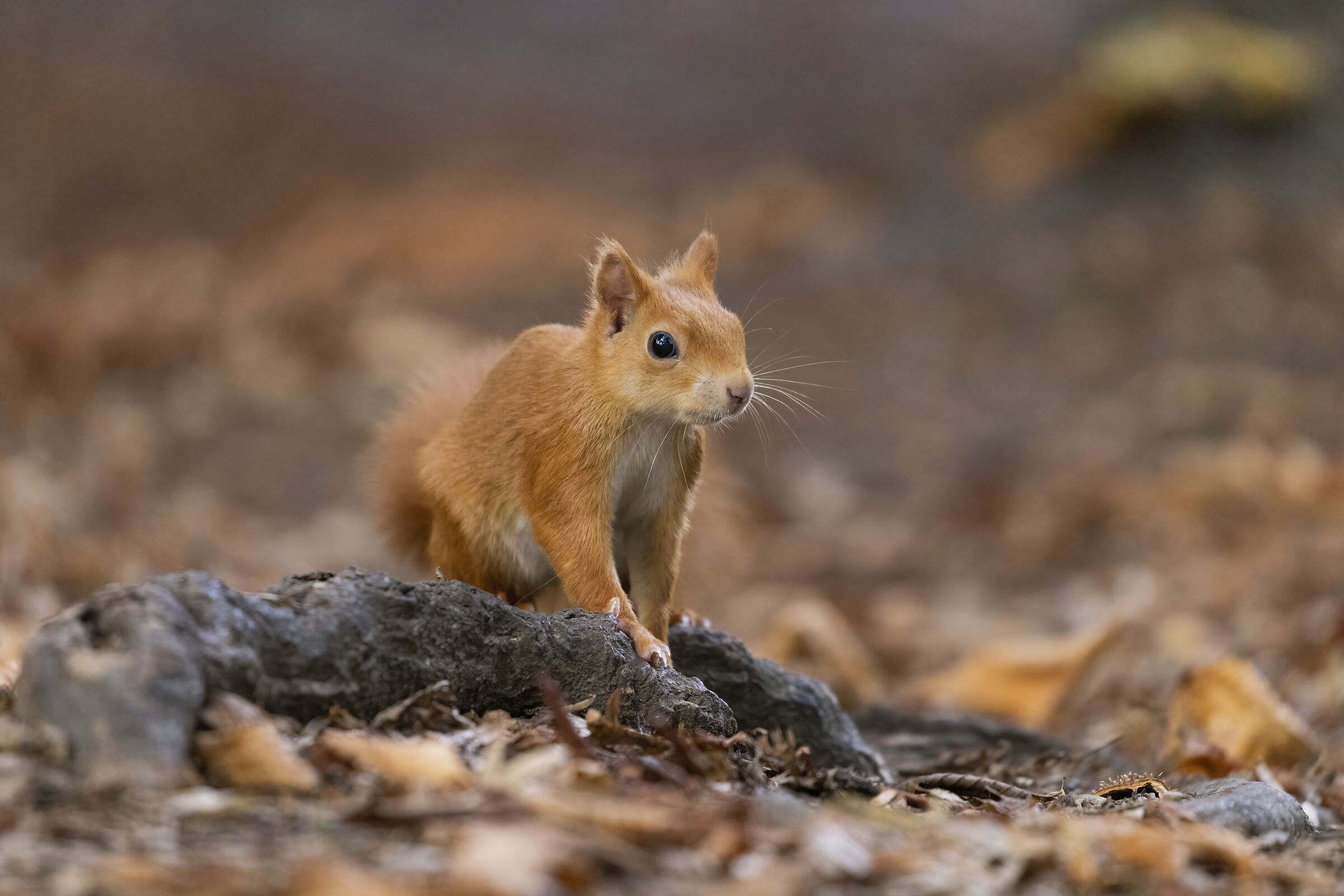 Scoiattolo Brianzolo 2